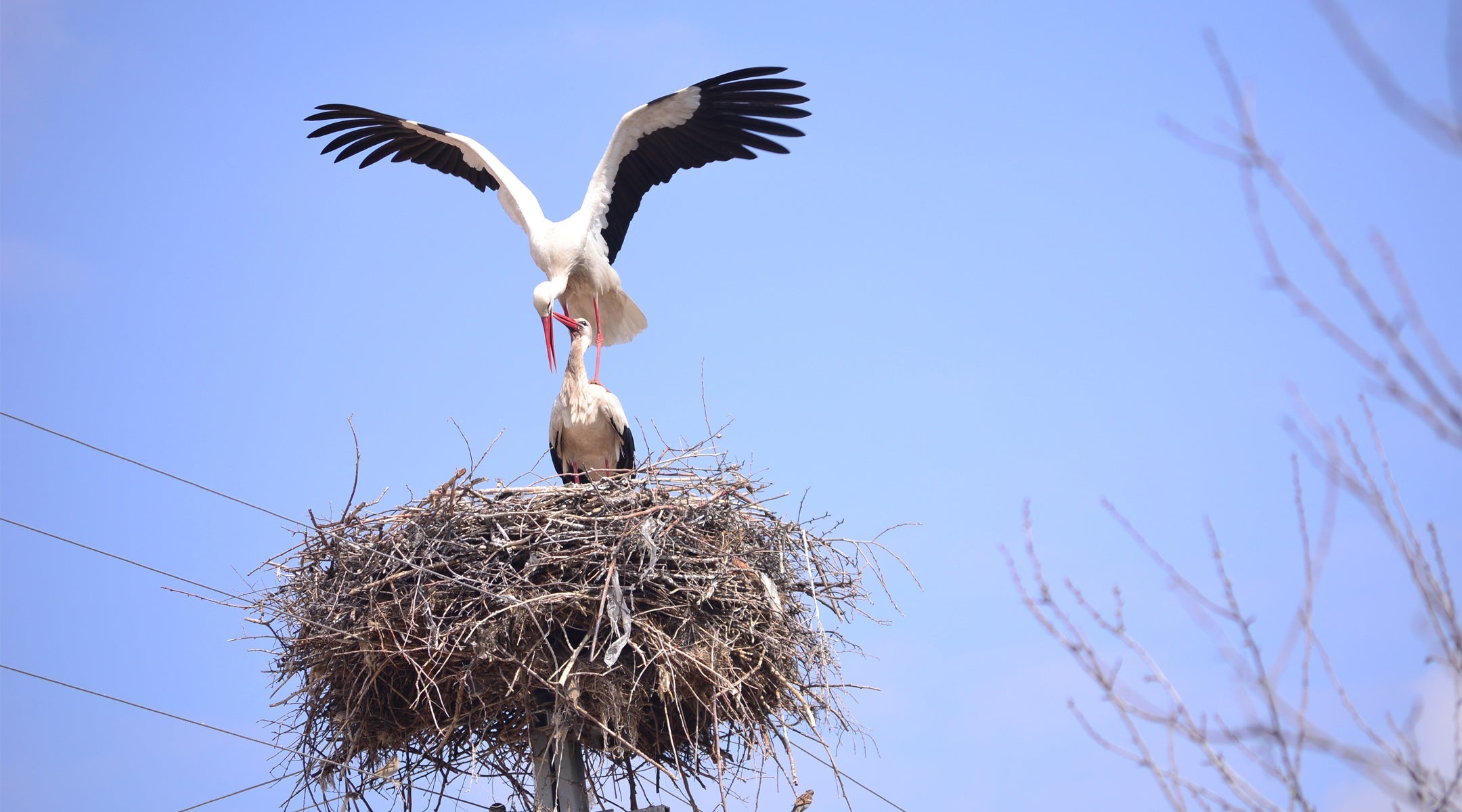 Birdwatching, Ornitologia, Uccelli