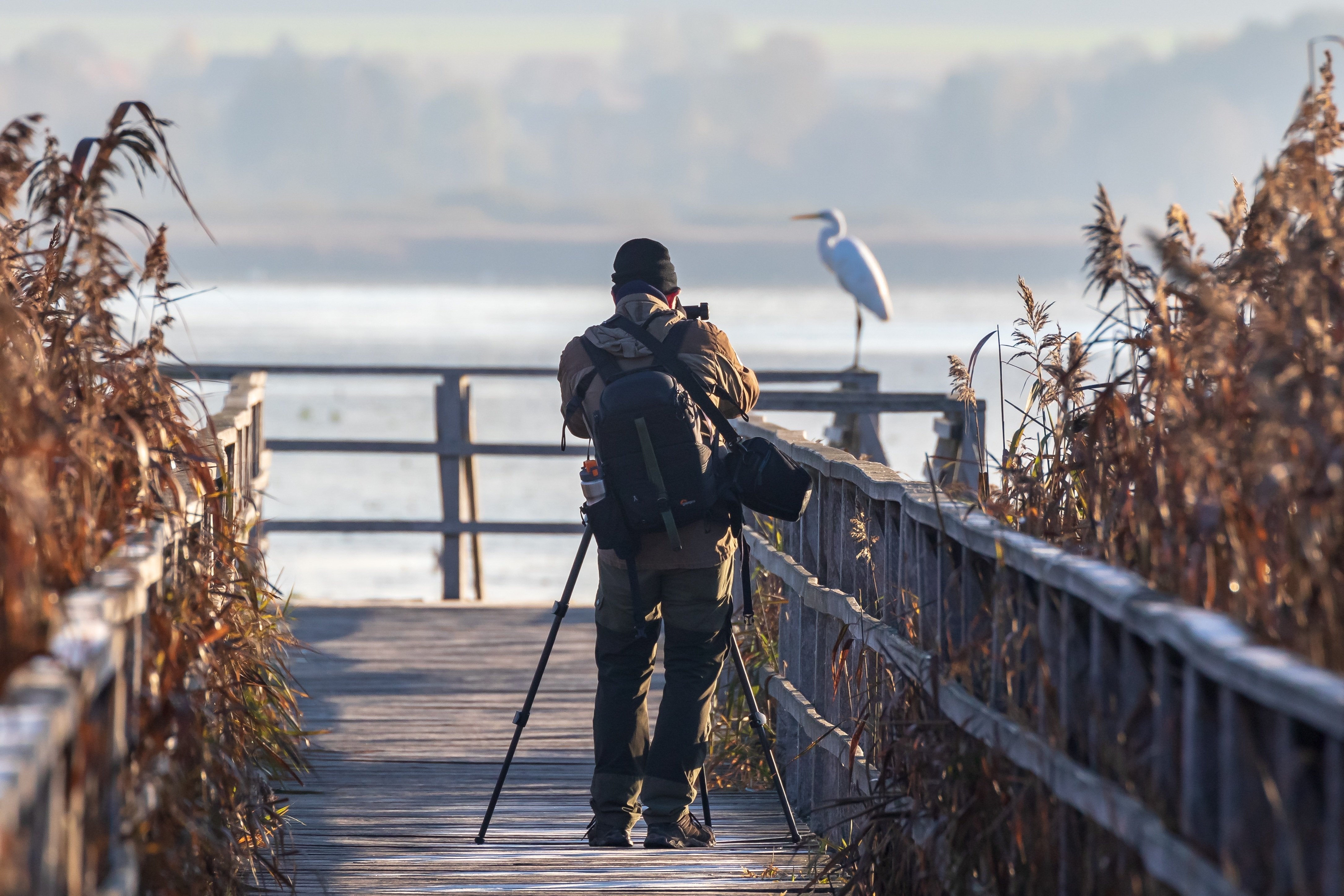 Birdwatching, Ornitologia, Uccelli