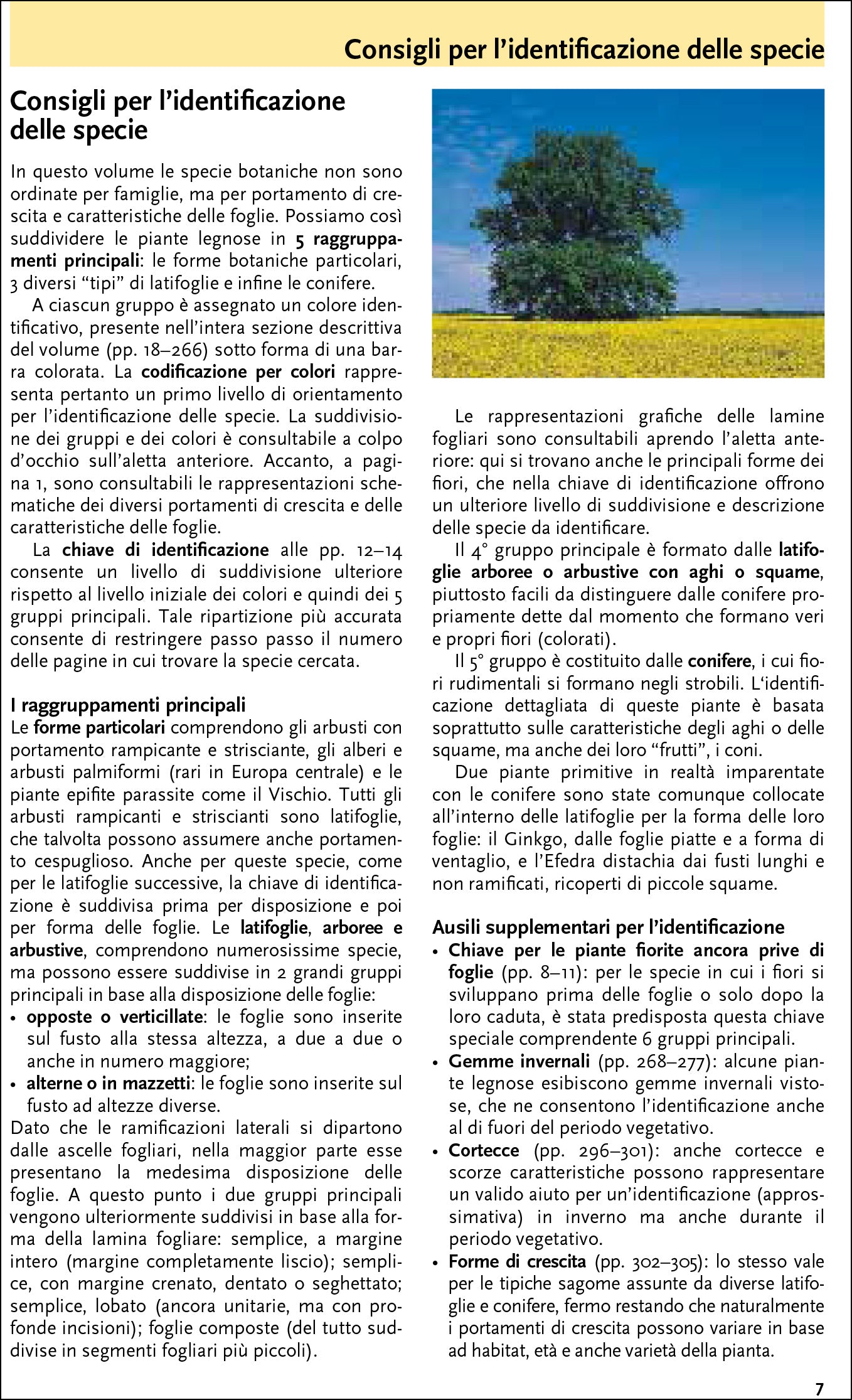 Che albero è questo? Guida al riconoscimento di arbusti, alberi e piante ornamentali