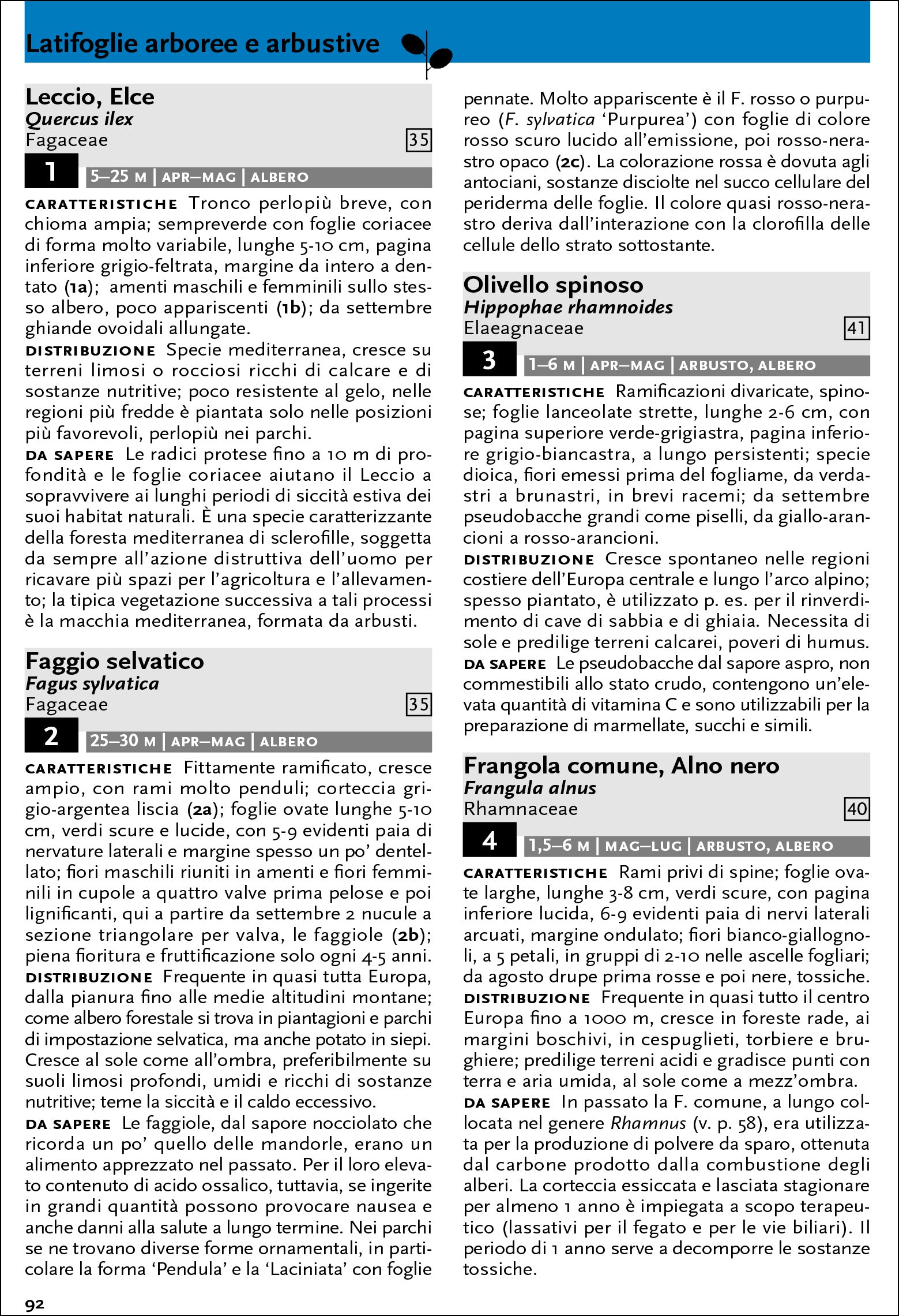 Che albero è questo? Guida al riconoscimento di arbusti, alberi e piante ornamentali