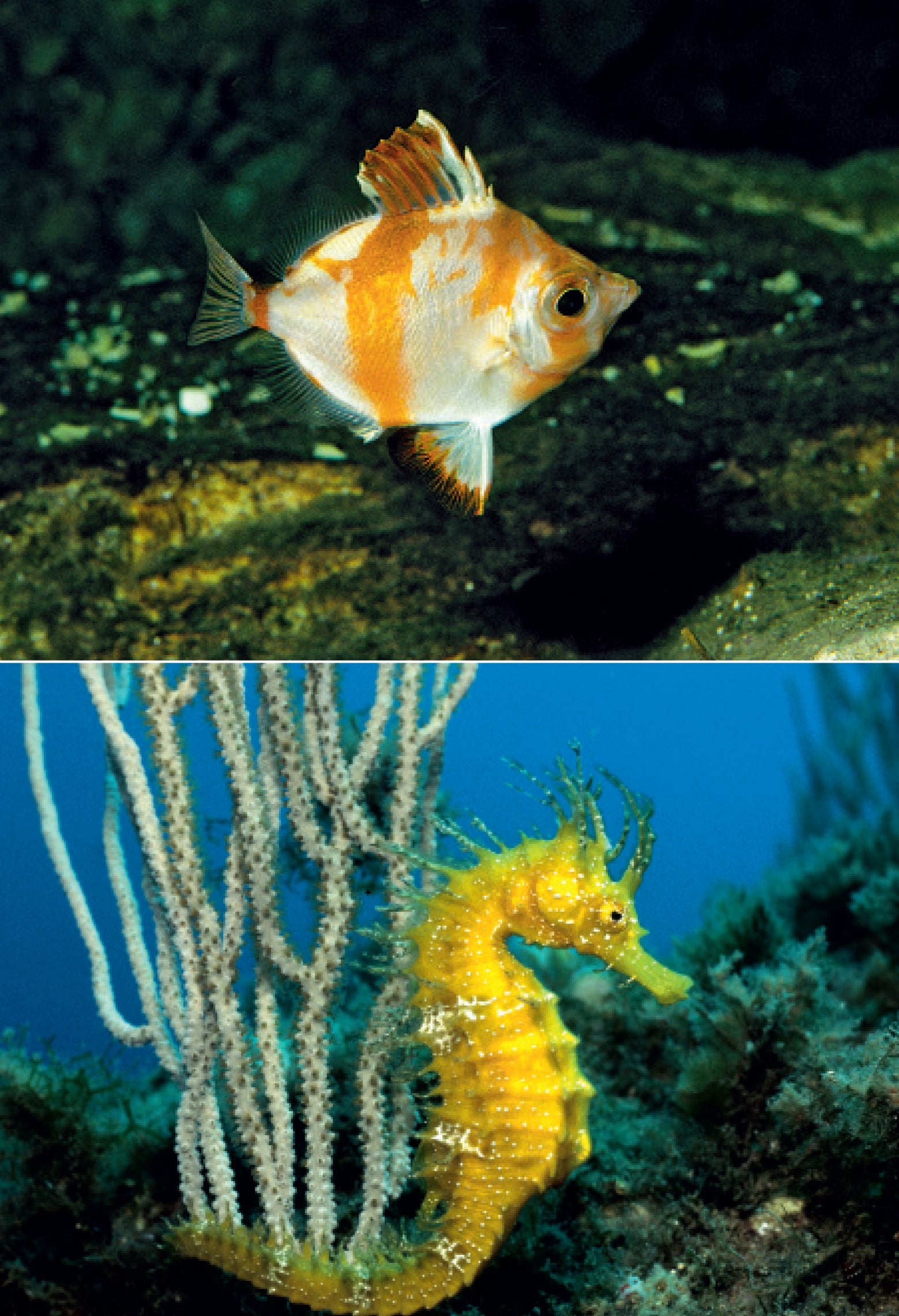 Cosa vive nel Mediterraneo? Guida all'identificazione per subacquea e snorkeling