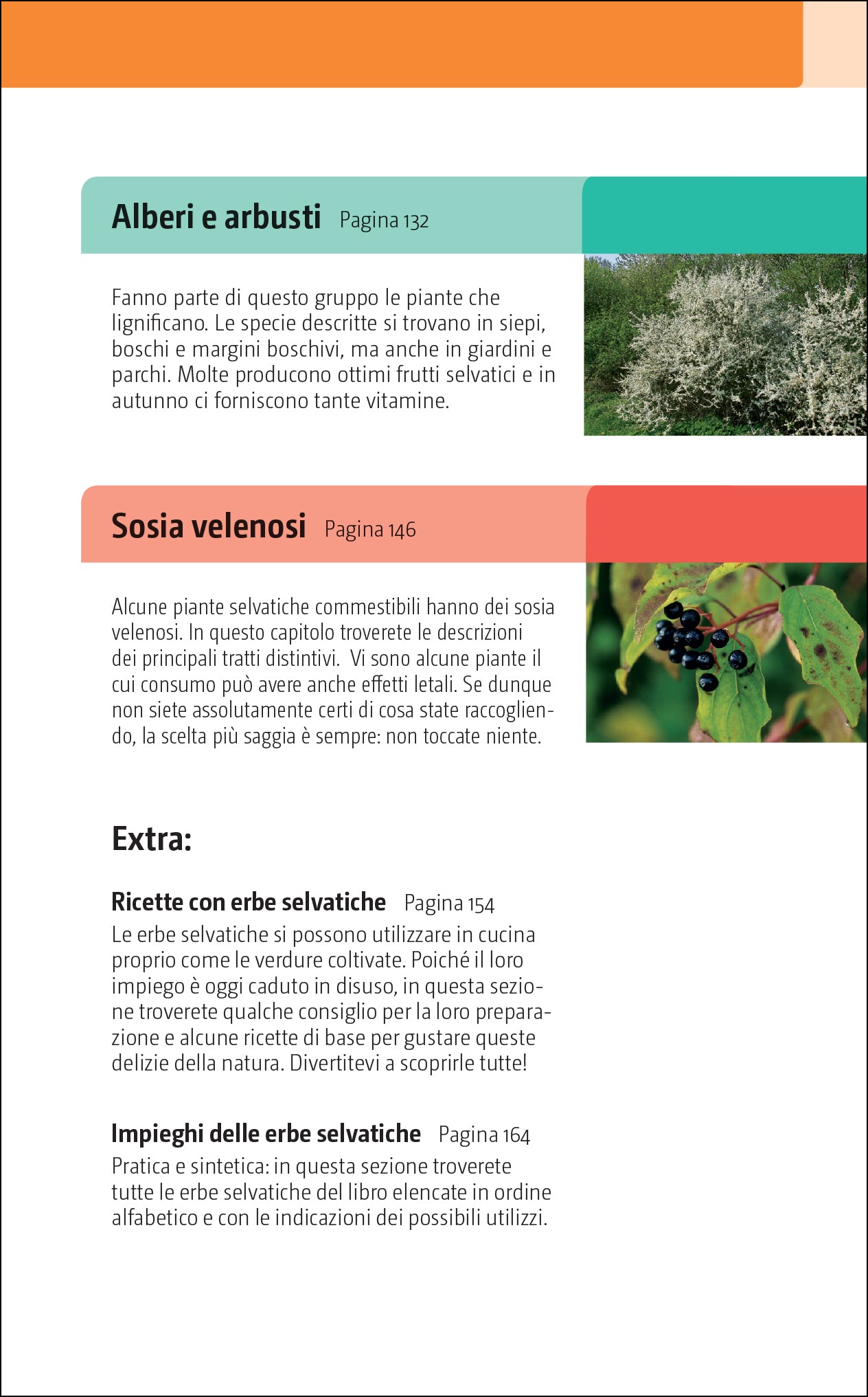 erbe e frutti selvatici commestibili ricca editore pagina esempio indice