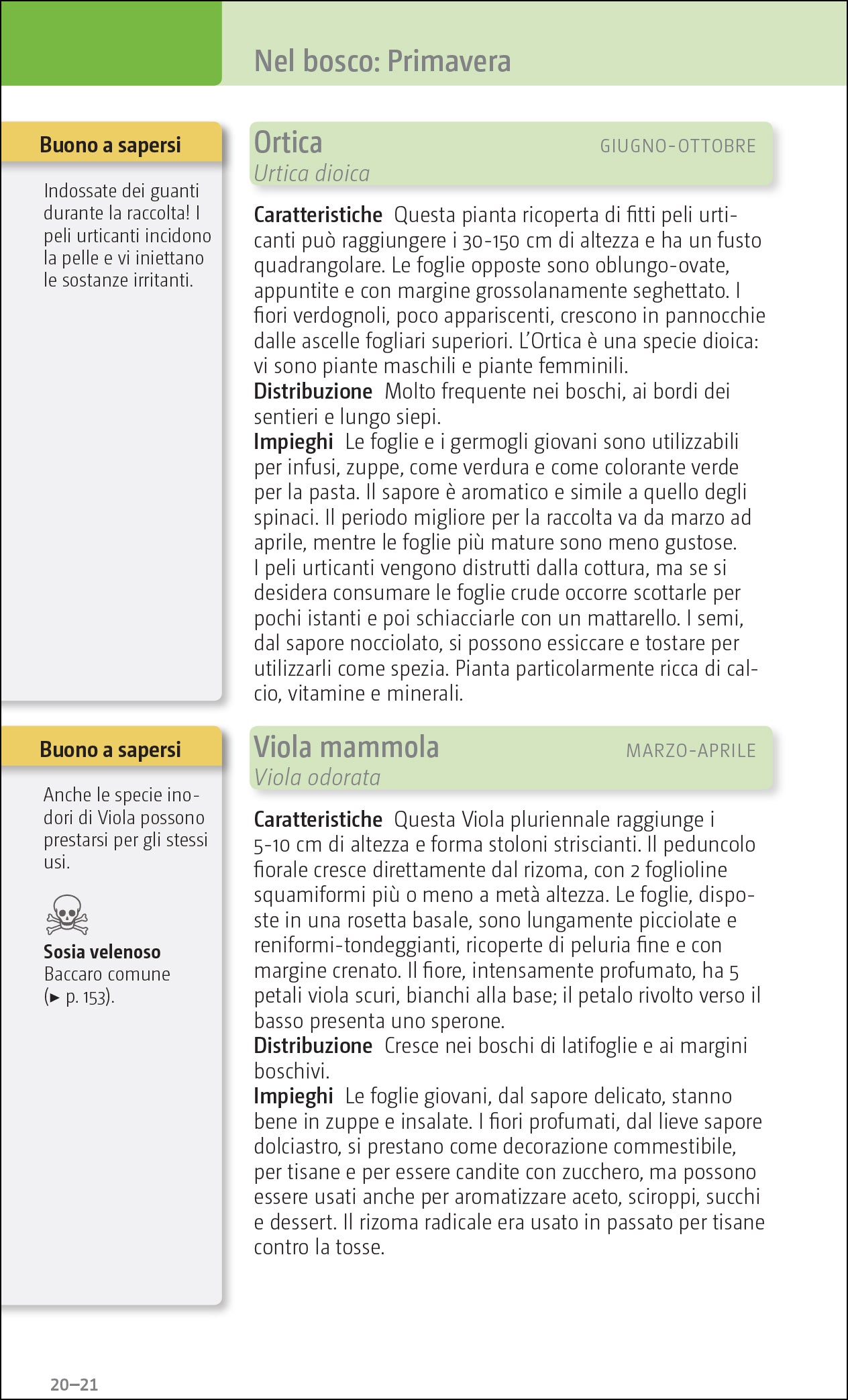 erbe e frutti selvatici commestibili ricca editore pagina esempio ortica viola mammola