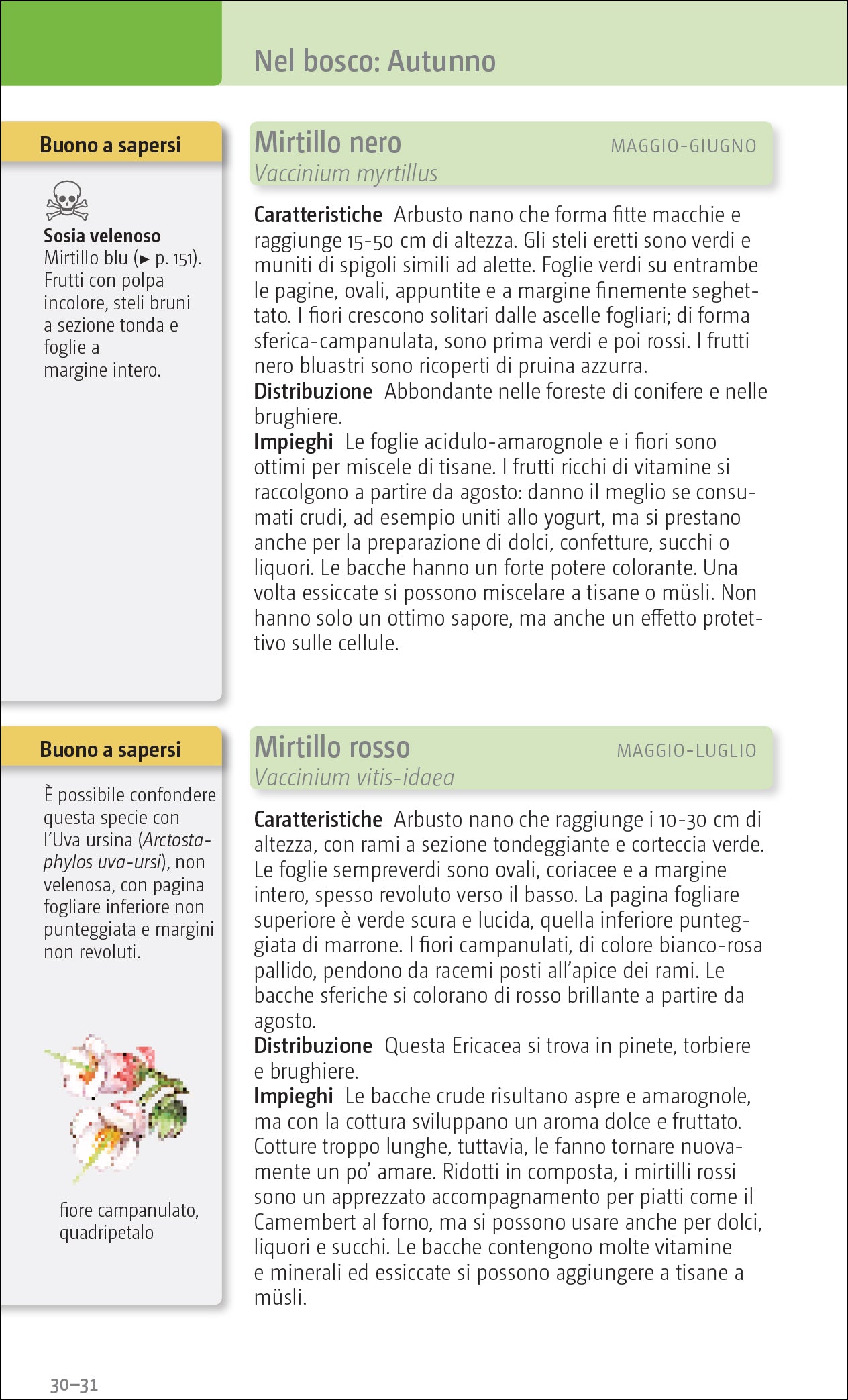 erbe e frutti selvatici commestibili ricca editore pagina esempio mirtillo nero mirtillo rosso