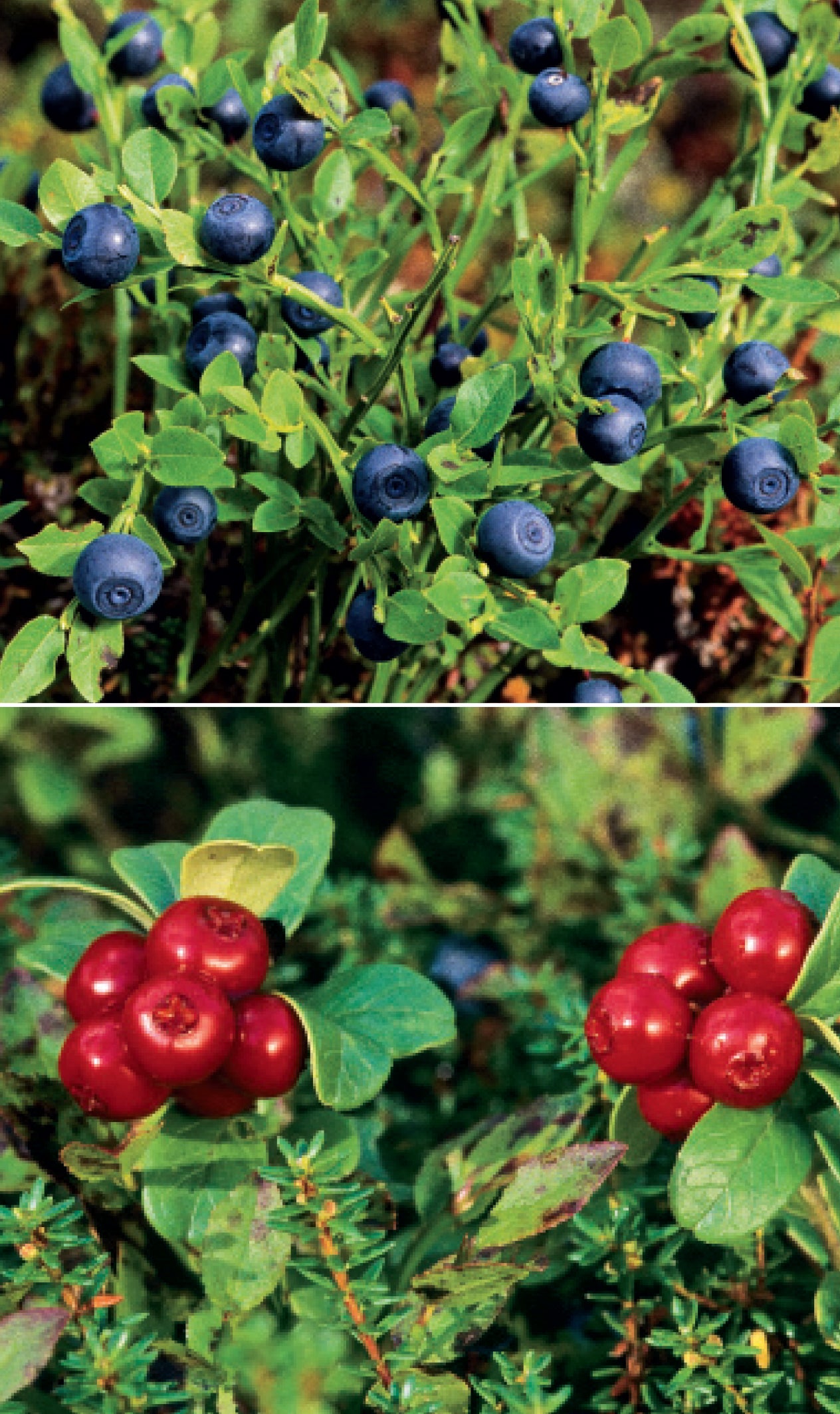 erbe e frutti selvatici commestibili ricca editore pagina esempio mirtillo nero mirtillo rosso