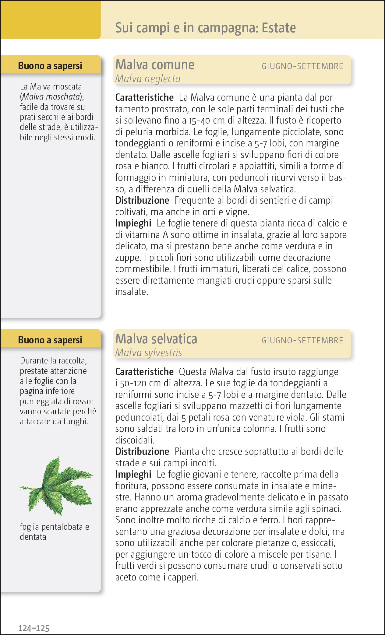 Erbe e frutti selvatici commestibili