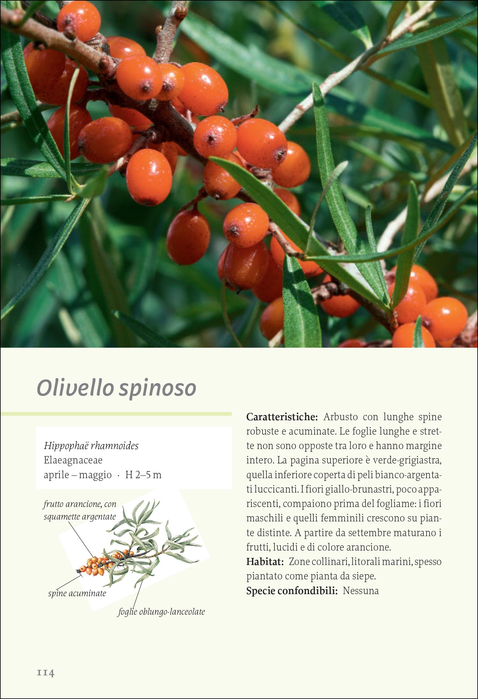 Piante selvatiche commestibili. Come identificarle, raccoglierle e prepararle