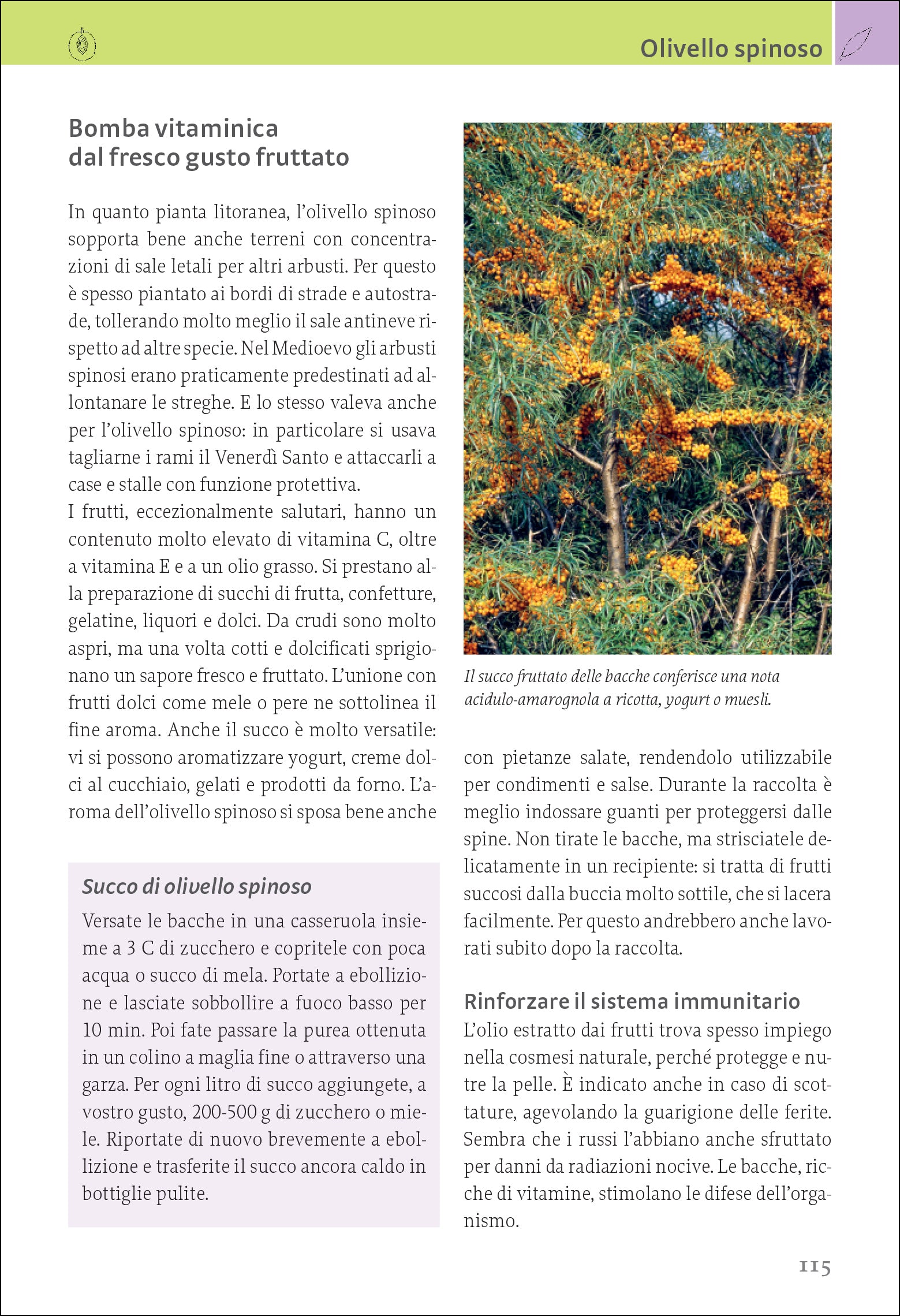 Piante selvatiche commestibili. Come identificarle, raccoglierle e prepararle
