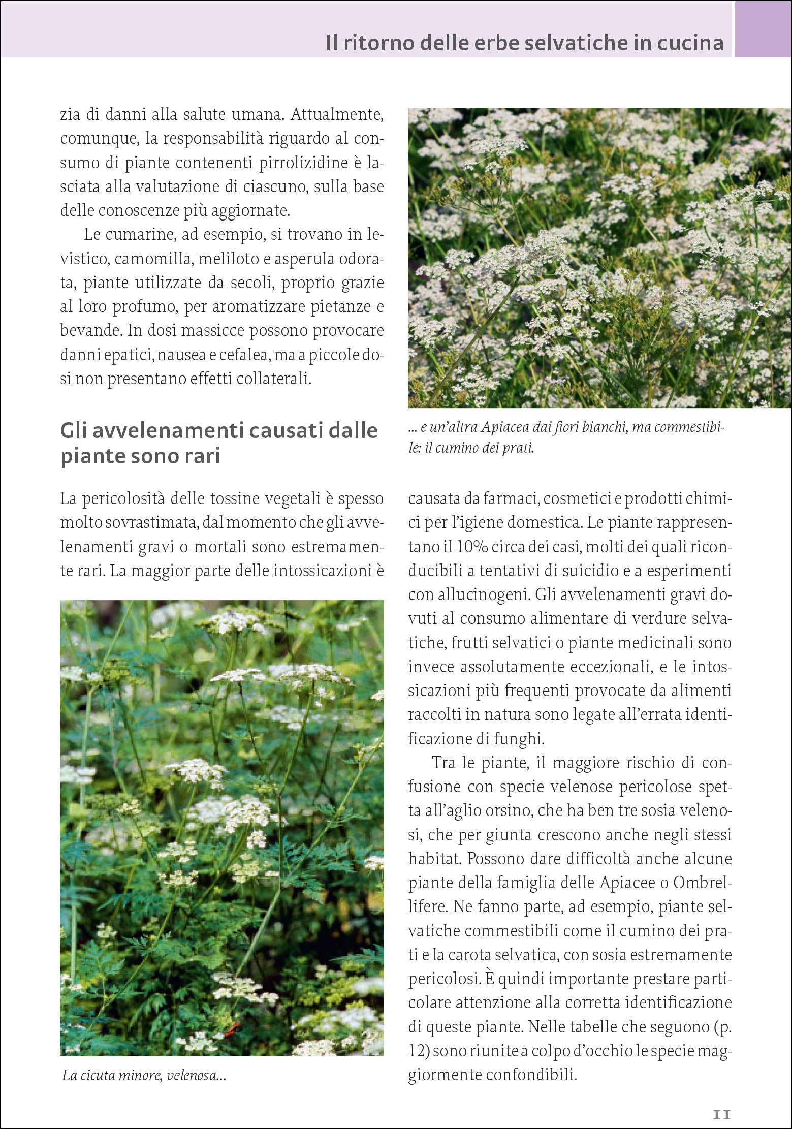 Piante selvatiche commestibili. Come identificarle, raccoglierle e prepararle
