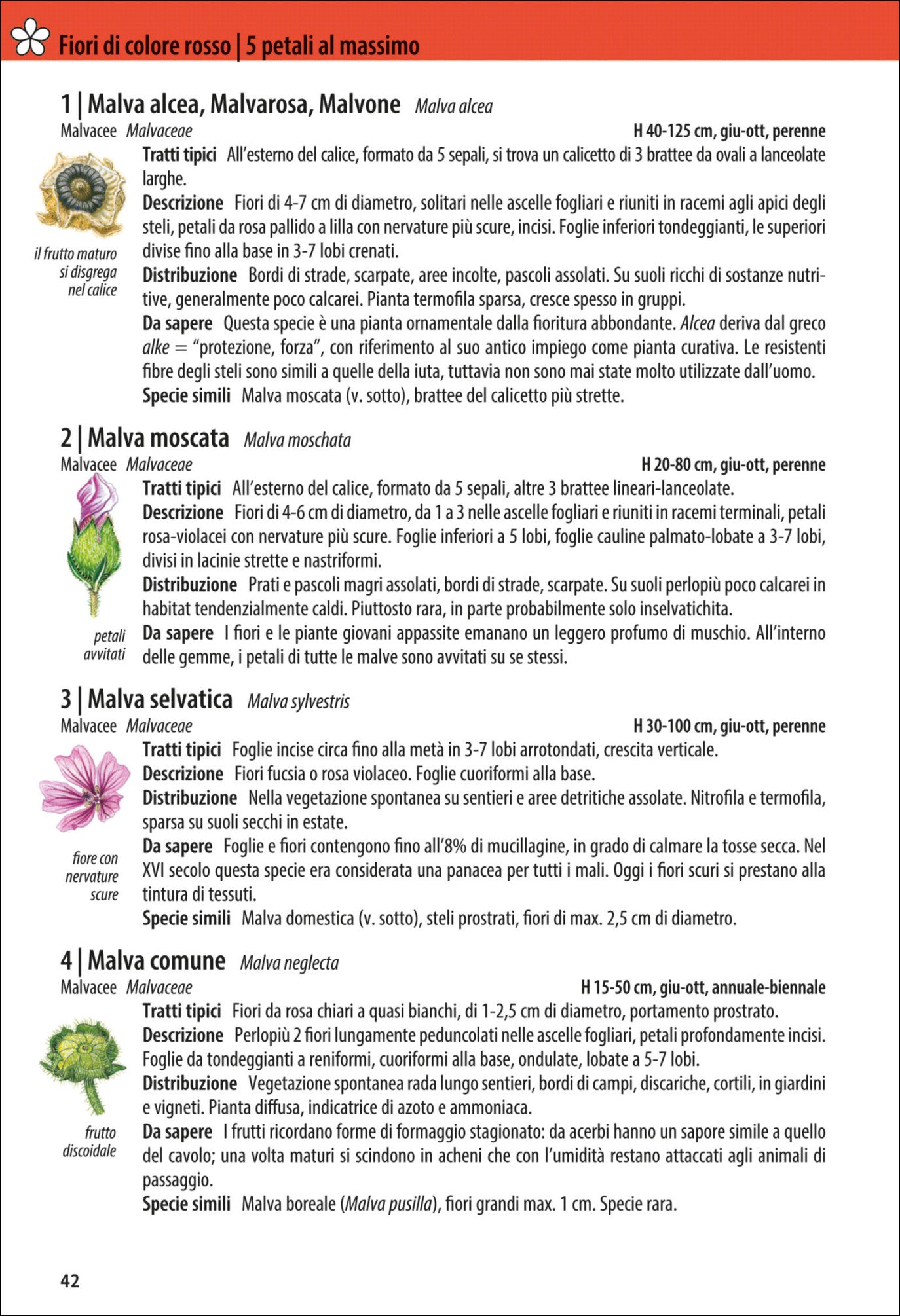 Che fiore è questo?