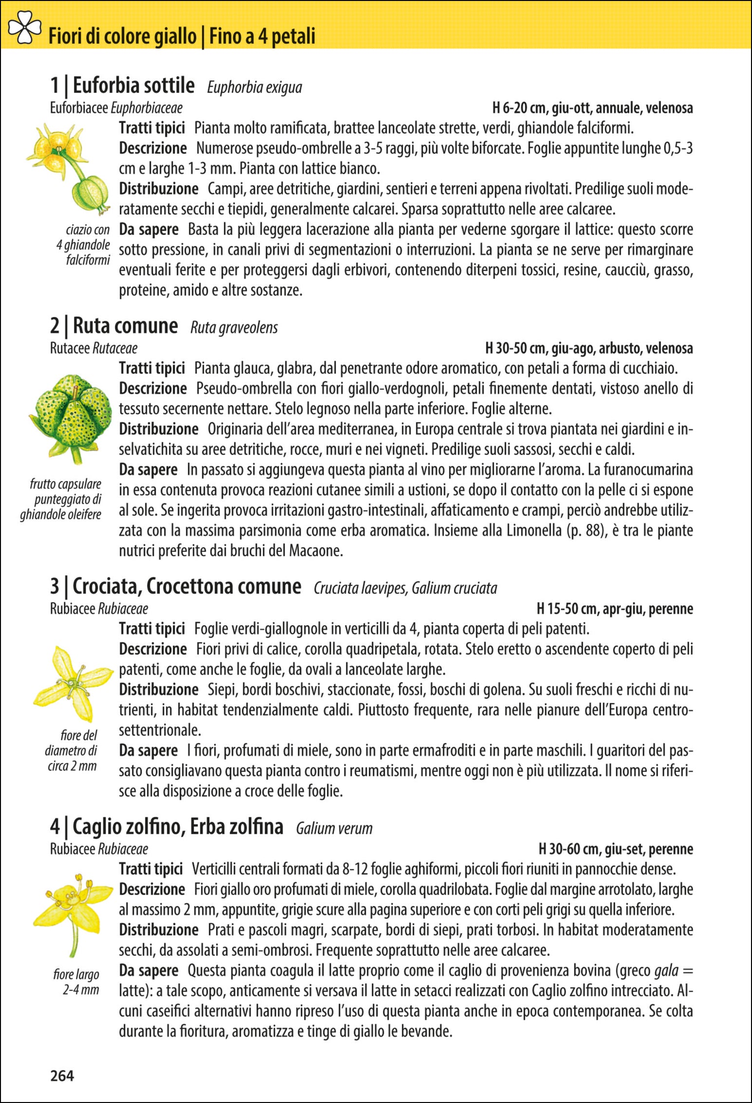 Che fiore è questo?
