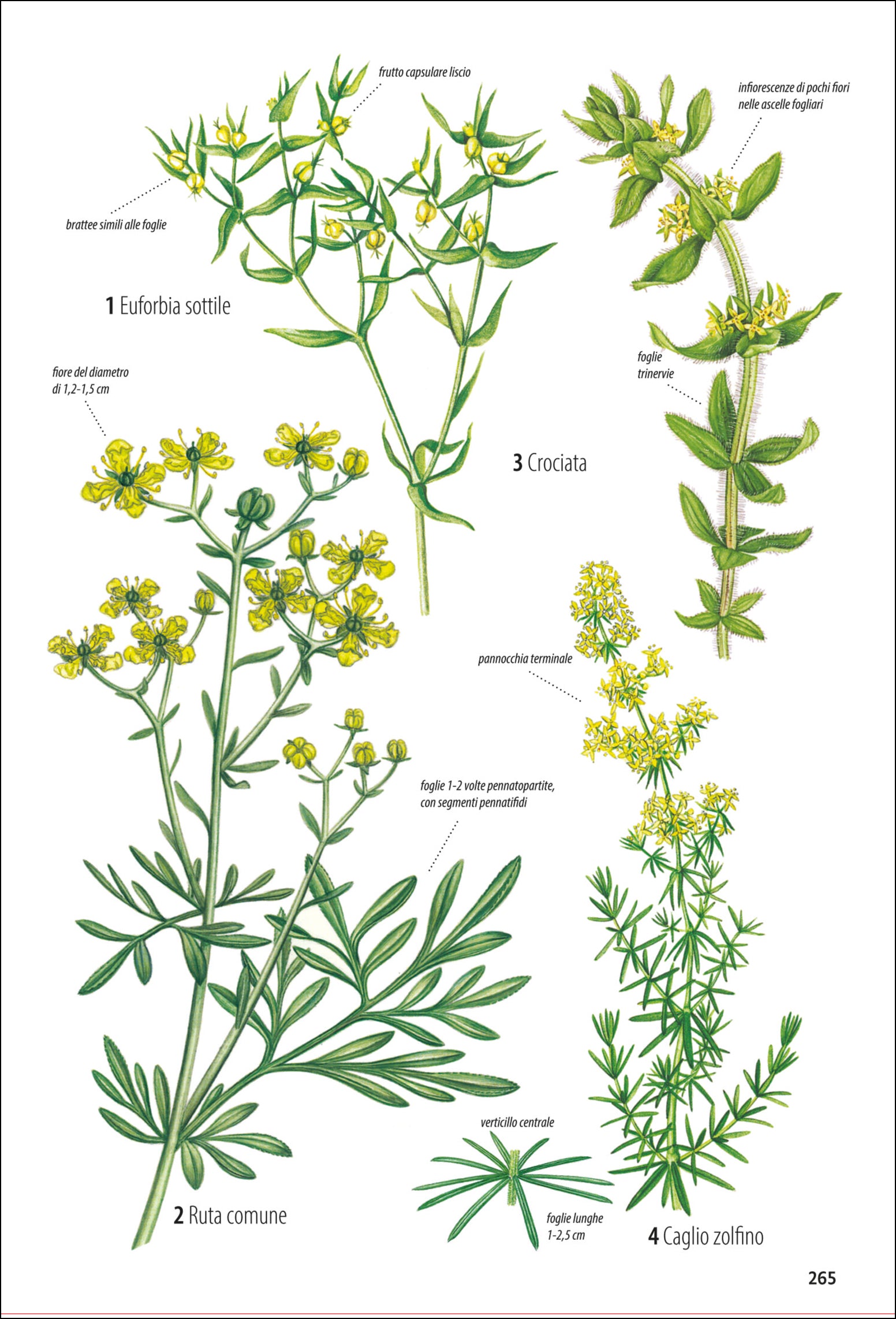 Che fiore è questo?