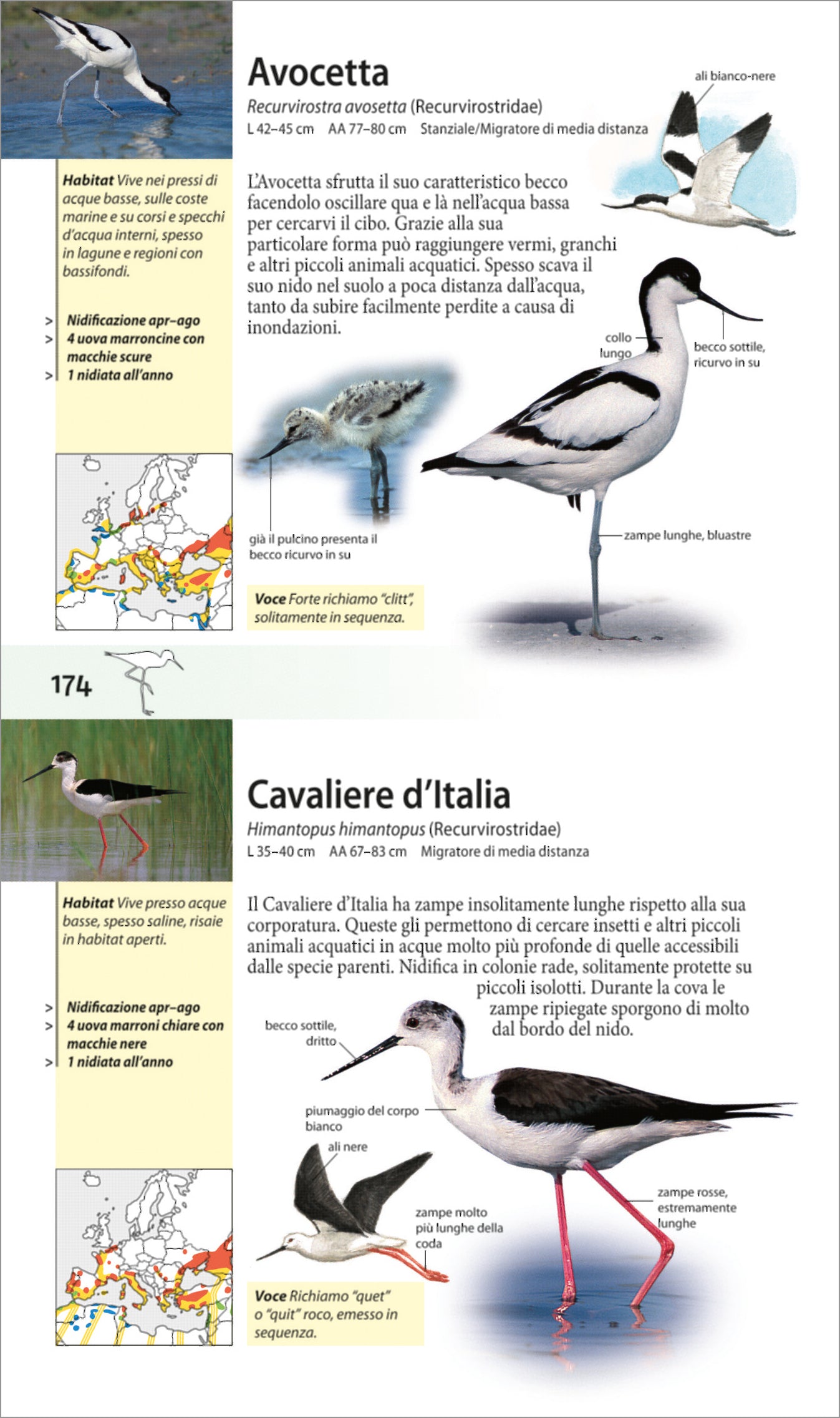 Che uccello è questo?