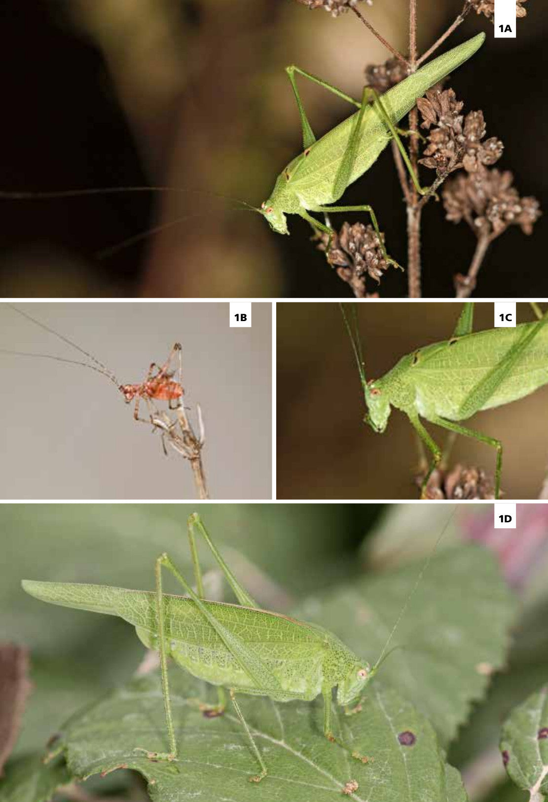 Grilli e cavallette d'Europa. Guida illustrata con oltre 280 specie di Ortotteri