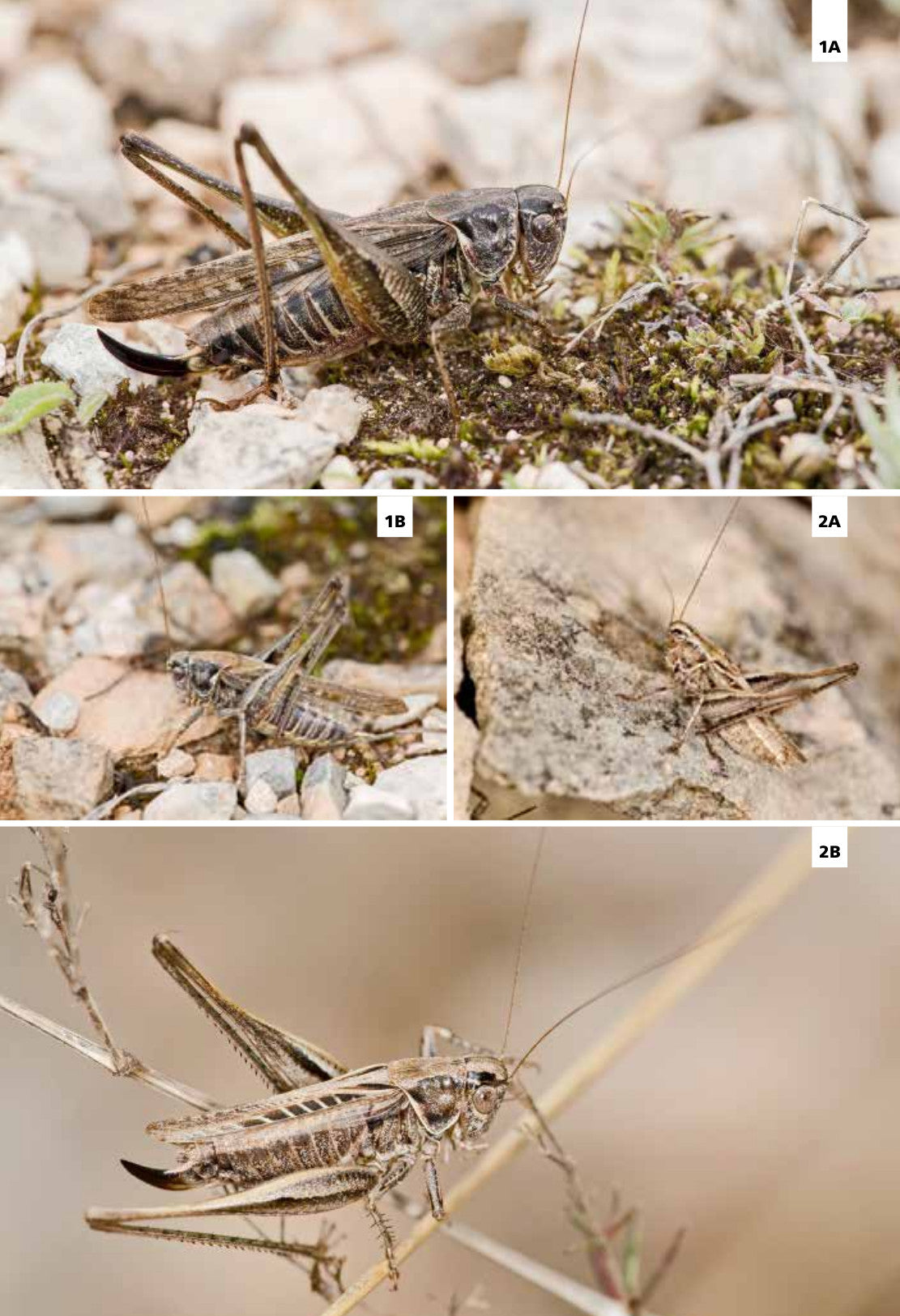 Grilli e cavallette d'Europa. Guida illustrata con oltre 280 specie di Ortotteri