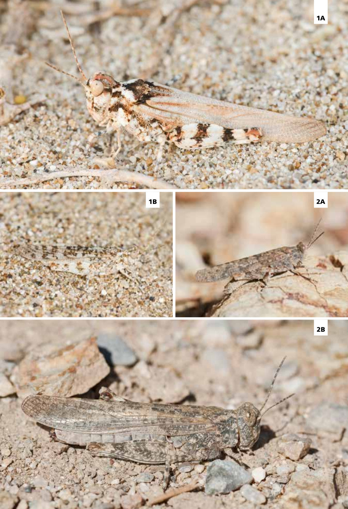 Grilli e cavallette d'Europa. Guida illustrata con oltre 280 specie di Ortotteri