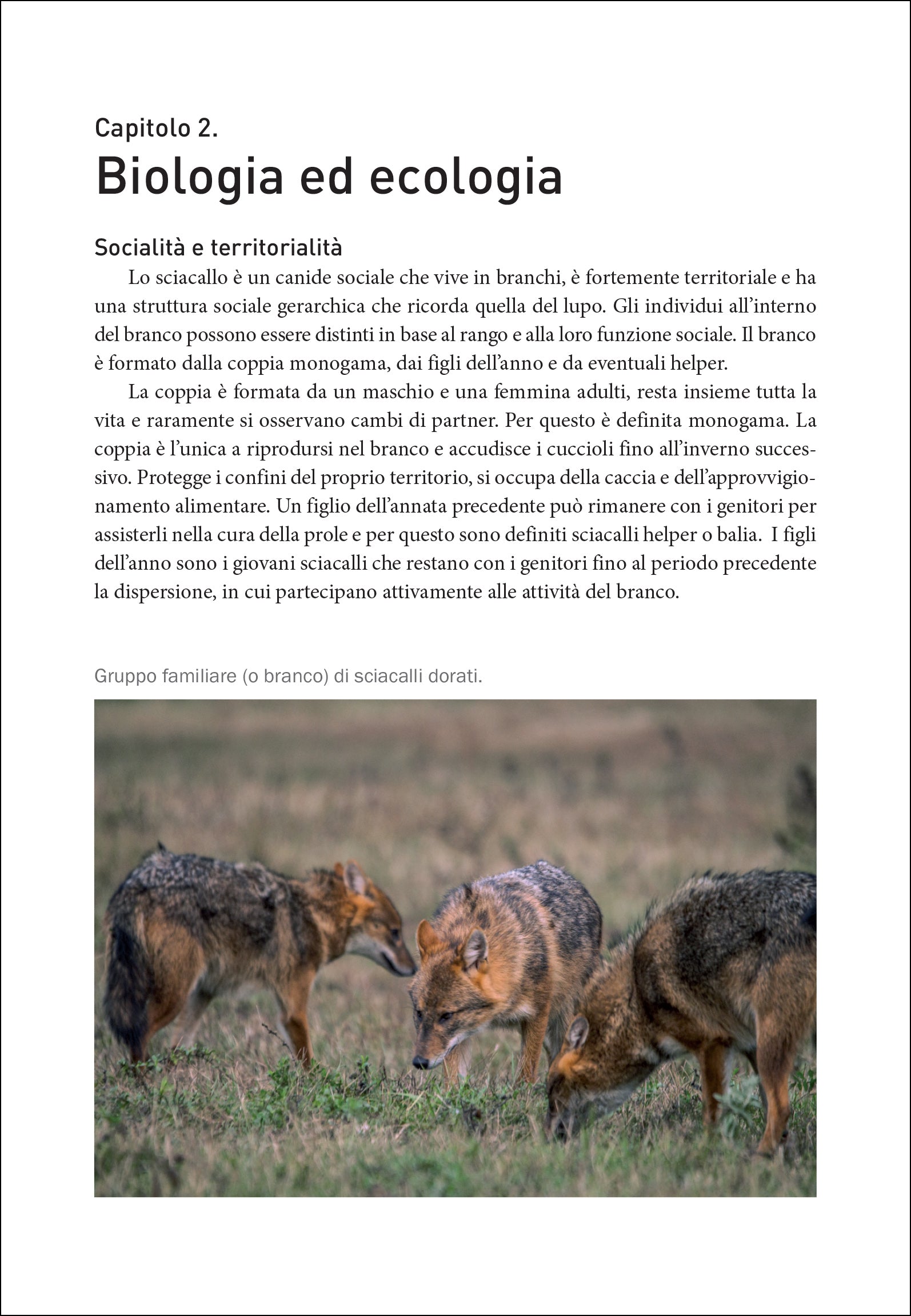 Lo sciacallo dorato in Italia