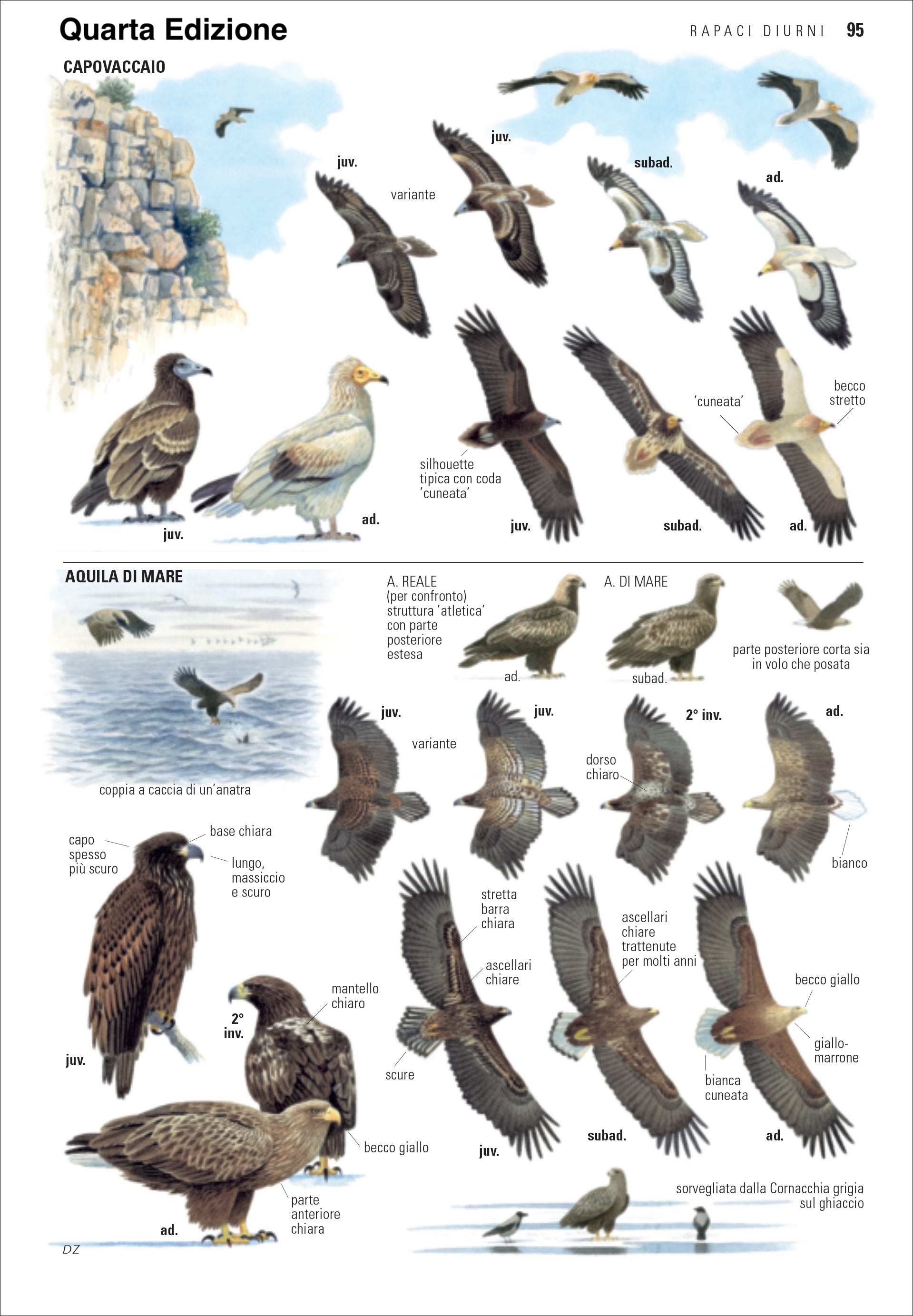 Guida degli uccelli d'Europa, Nord Africa e Vicino Oriente
