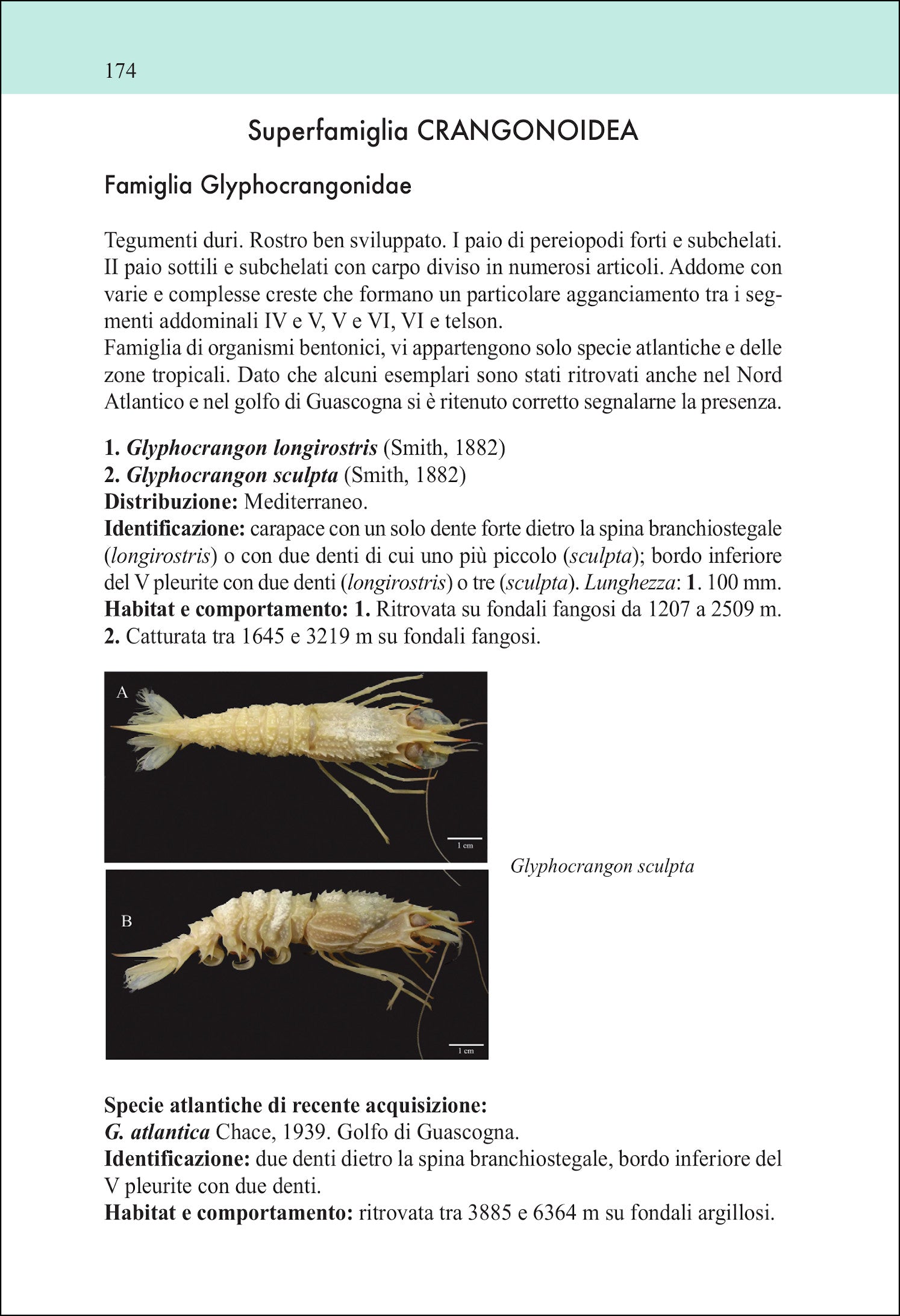 Guida ai crostacei decapodi d'Europa