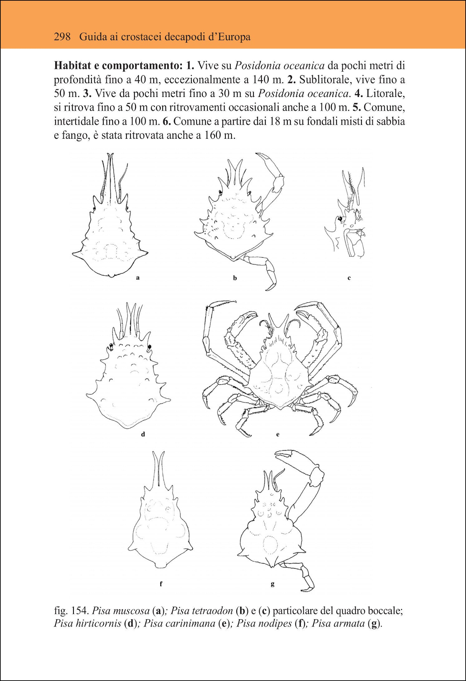 Guida ai crostacei decapodi d'Europa
