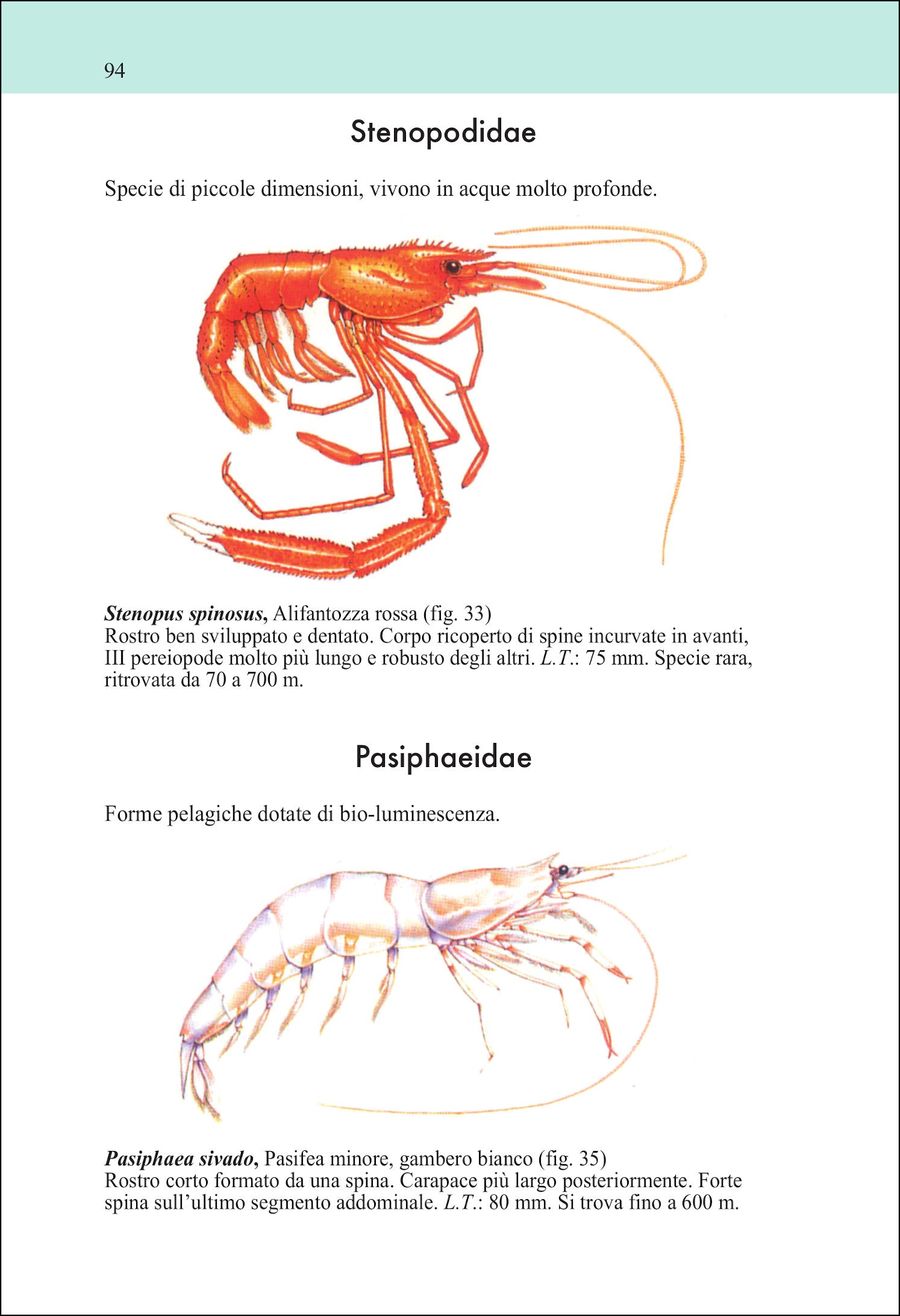 Guida ai crostacei decapodi d'Europa