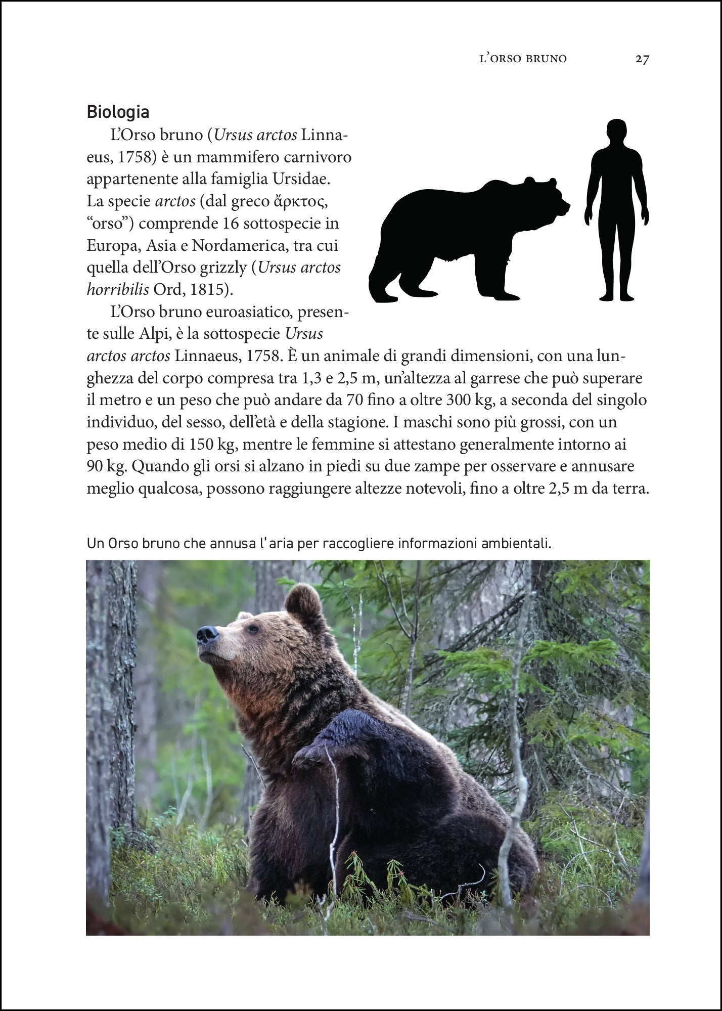 I grandi carnivori d'Italia. L’orso, il lupo, lo sciacallo dorato e la lince