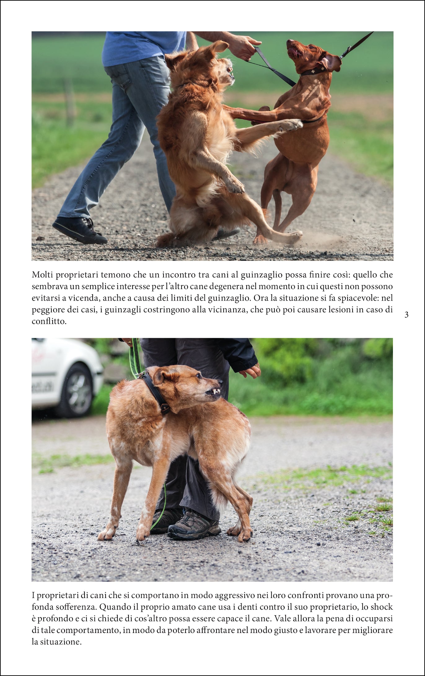 Il comportamento aggressivo nei cani