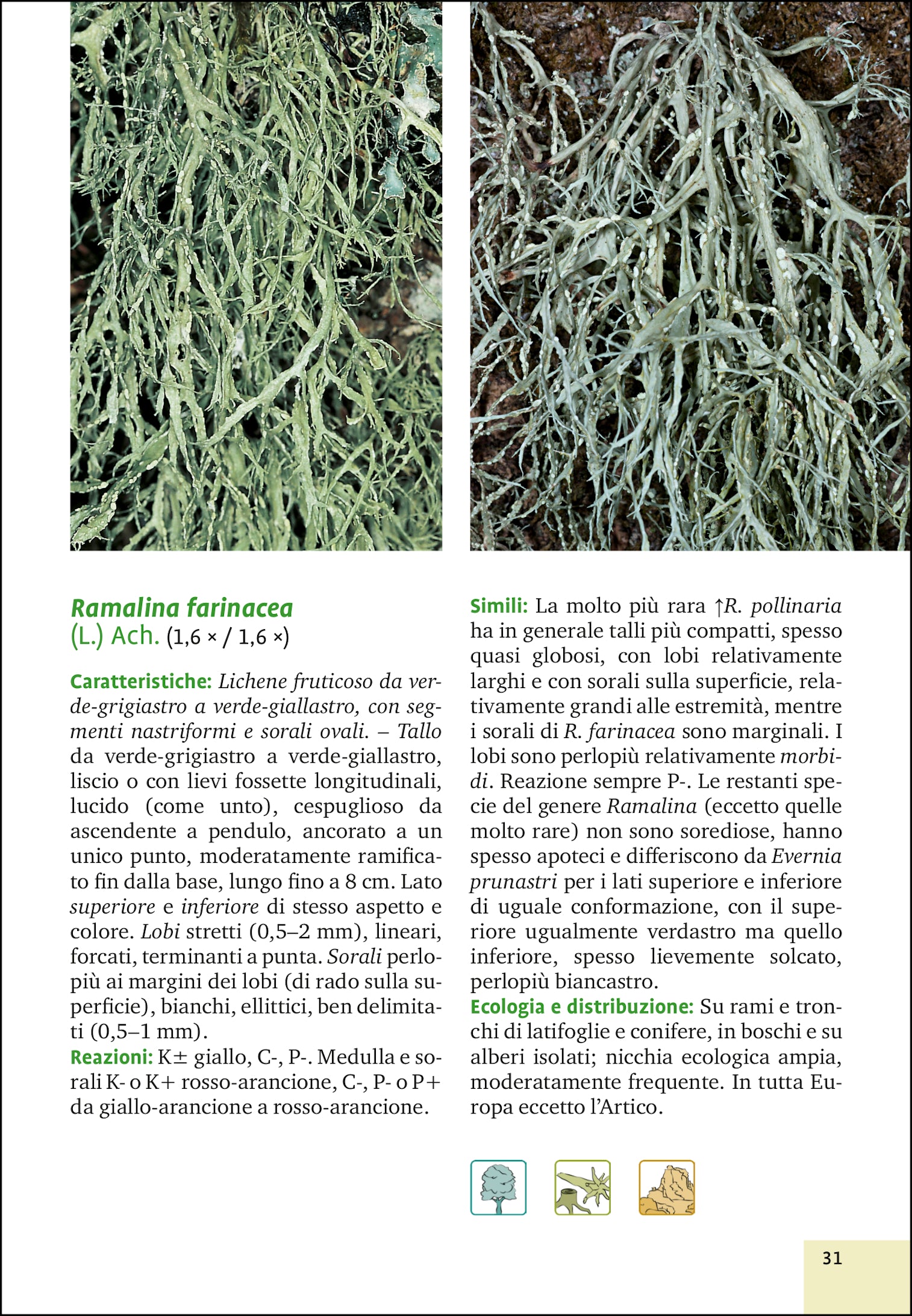 Licheni e muschi. Guida all'identificazione di 290 specie