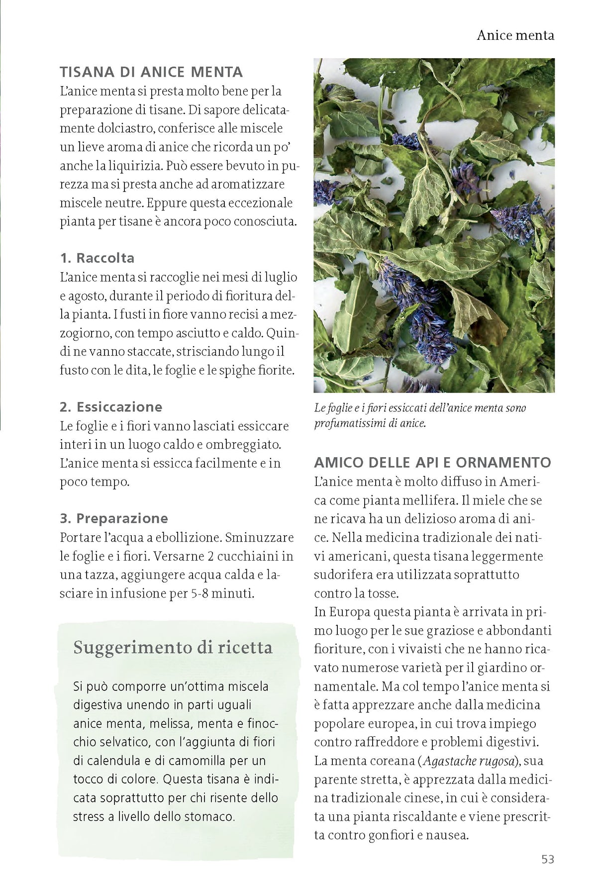 Interni libro Tisane da erbe e frutti selvatici Ricca Editore anice menta