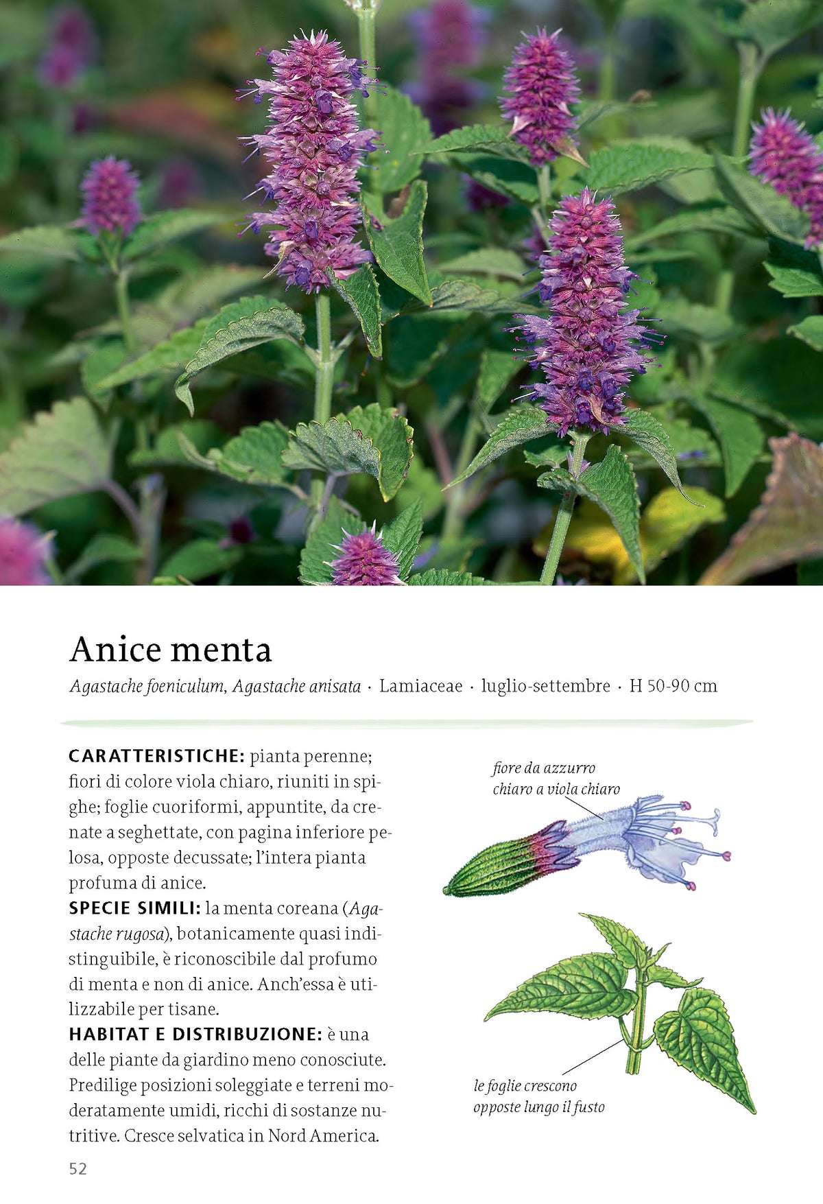 Interni libro Tisane da erbe e frutti selvatici Ricca Editore anice menta