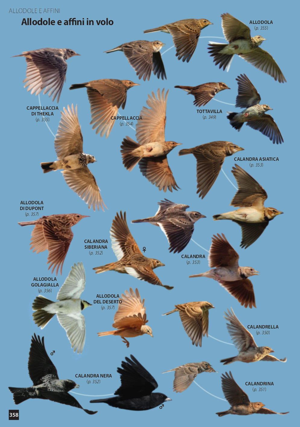 Uccelli d'Europa. Guida all'identificazione