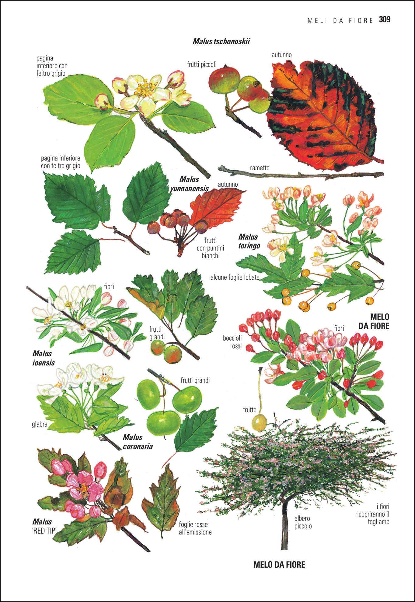 Alberi d'Europa. Guida da campo a 1600 taxa e oltre 4000 illustrazioni a colori