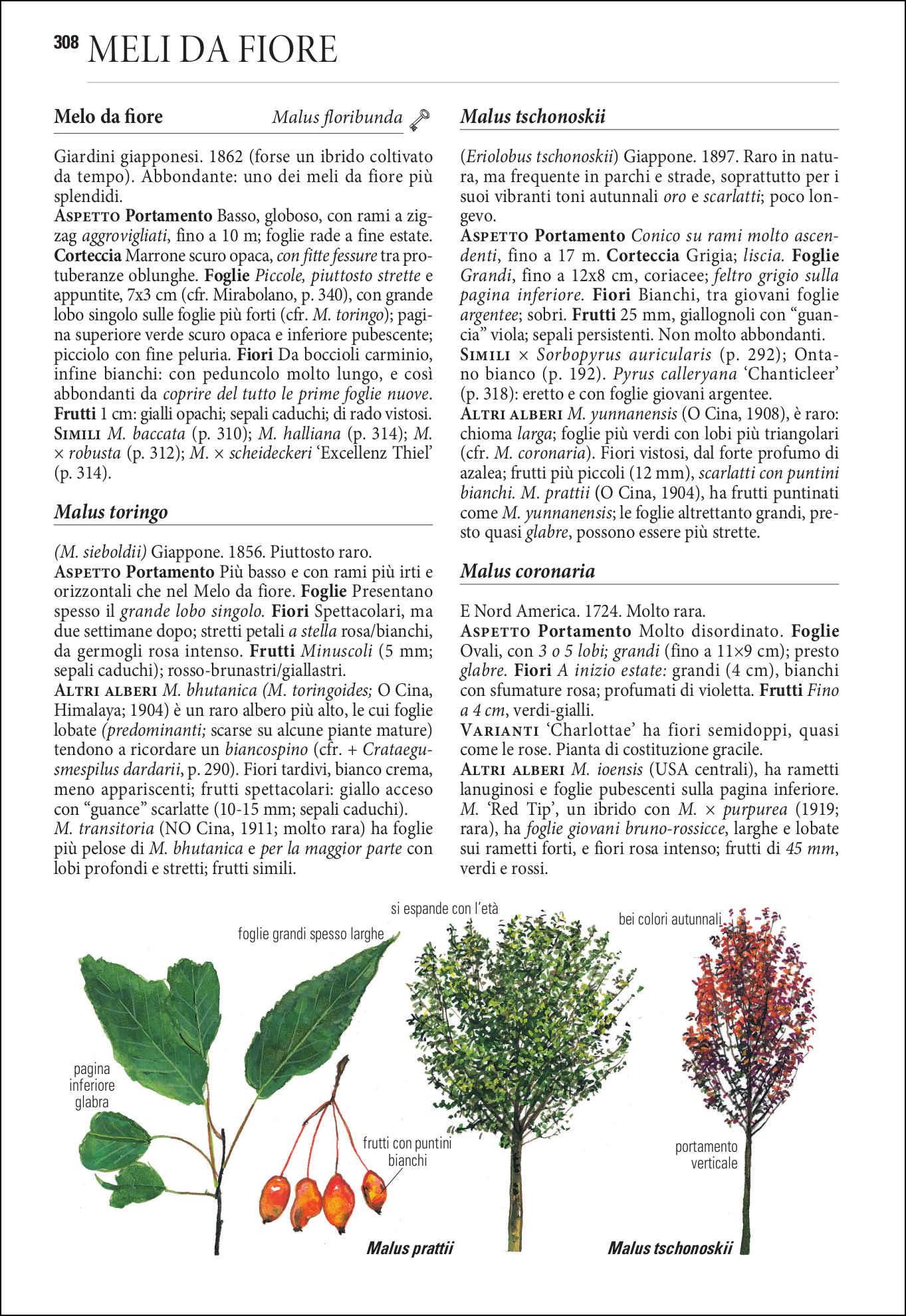 Alberi d'Europa. Guida da campo a 1600 taxa e oltre 4000 illustrazioni a colori