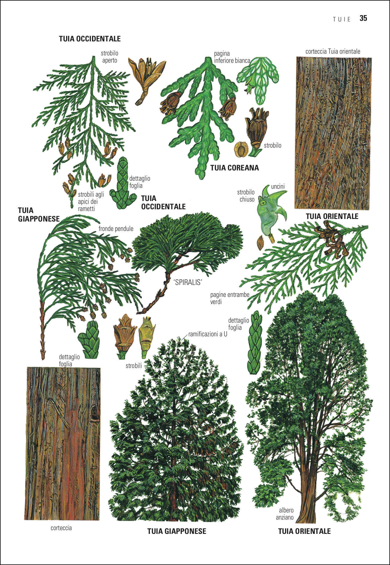 Alberi d'Europa. Guida da campo a 1600 taxa e oltre 4000 illustrazioni a colori