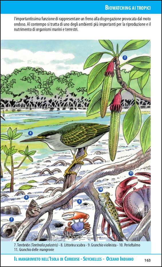 Biowatching. Italia, Mediterraneo e tropici. Guida all'osservazione
