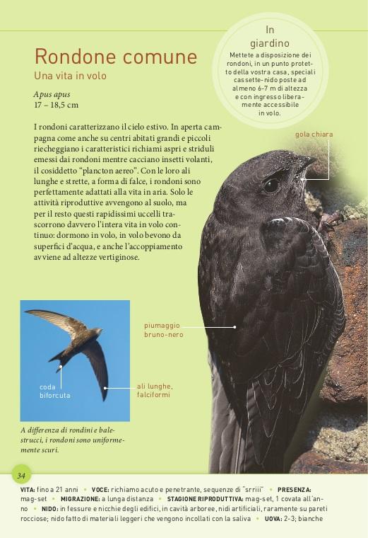 Birdgardening. Uccelli del giardino a grandezza naturale