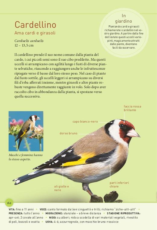Birdgardening. Uccelli del giardino a grandezza naturale