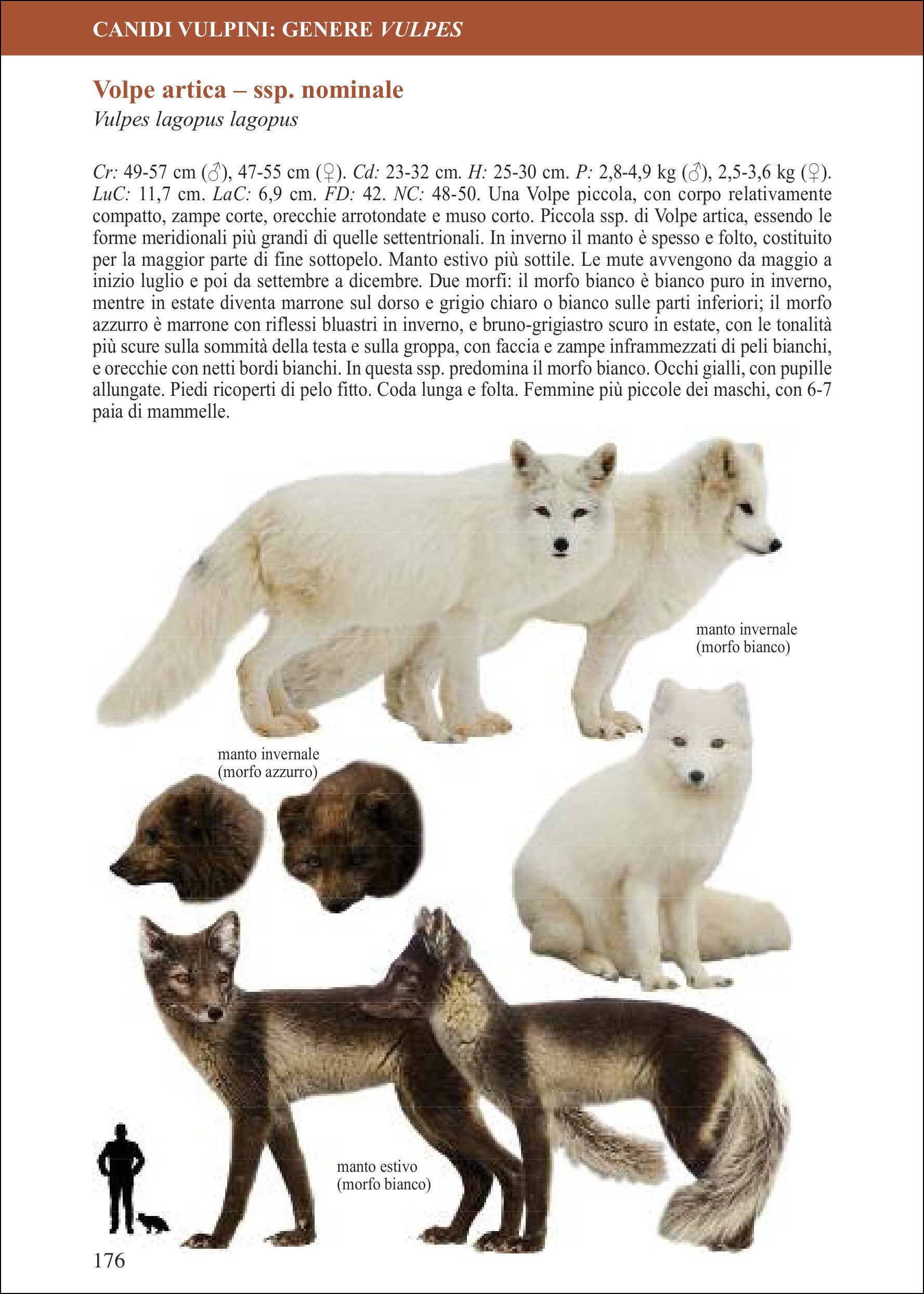 Canidi del mondo. Lupi, cani, volpi, sciacalli, coyote e loro parenti