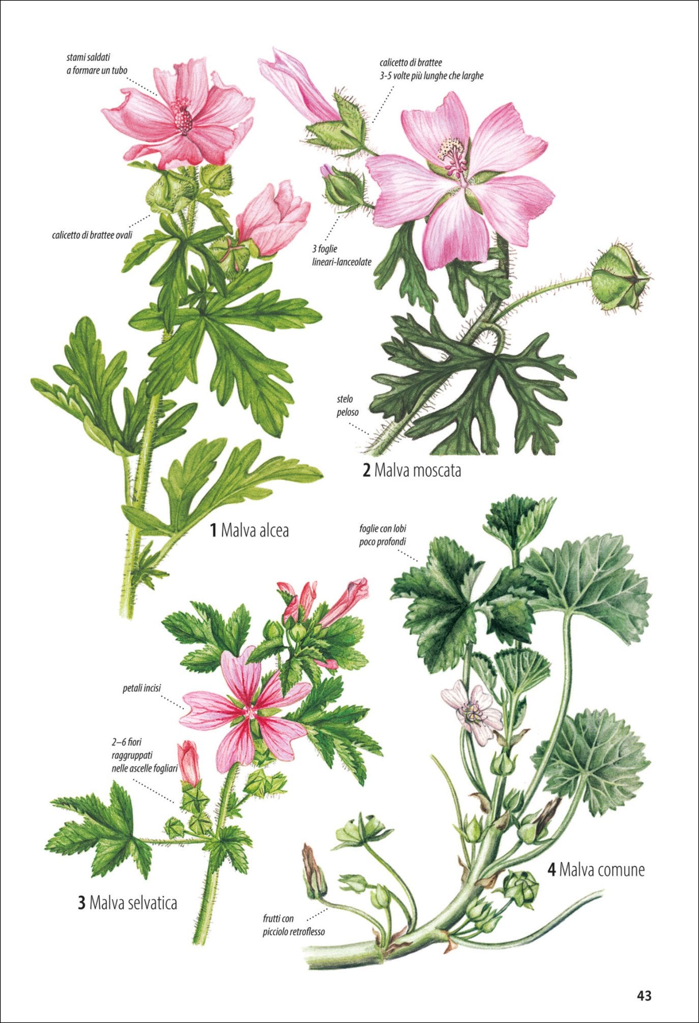 Che fiore è questo?