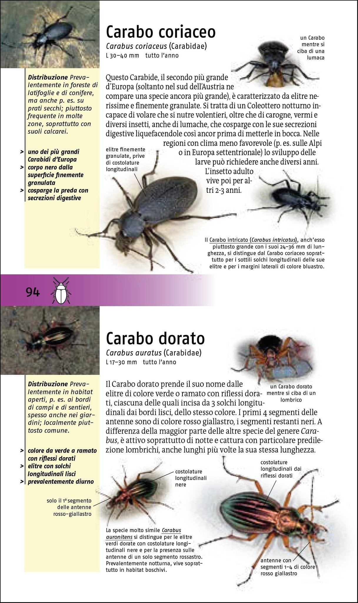 Che insetto è questo?