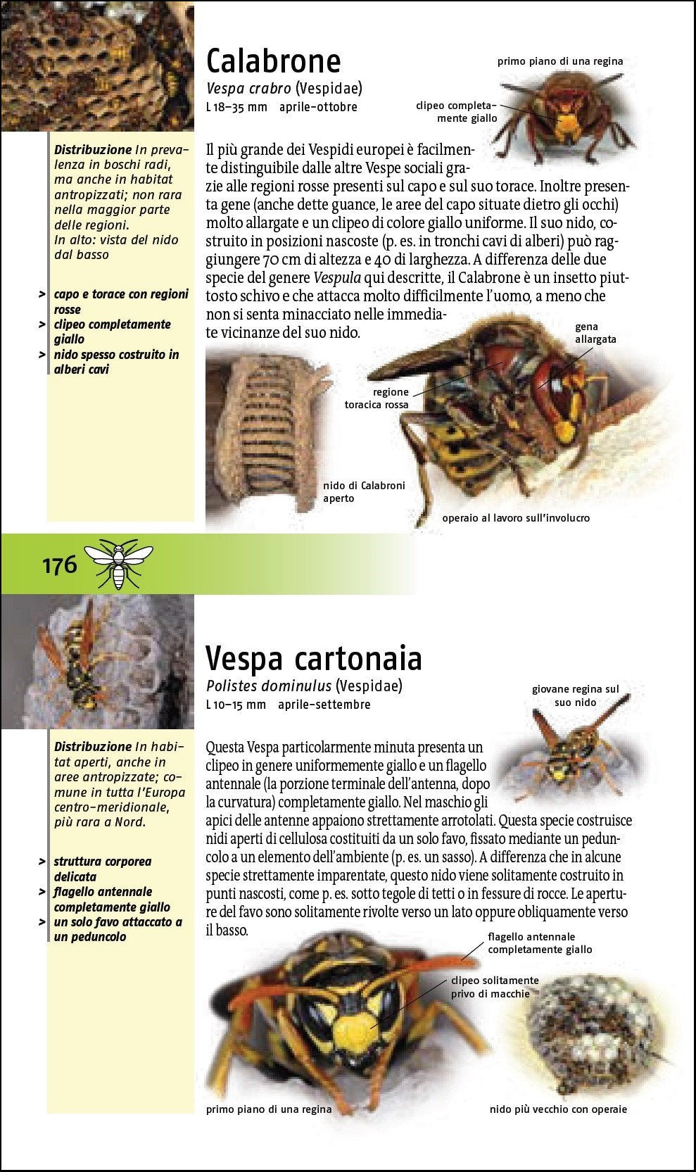Che insetto è questo?