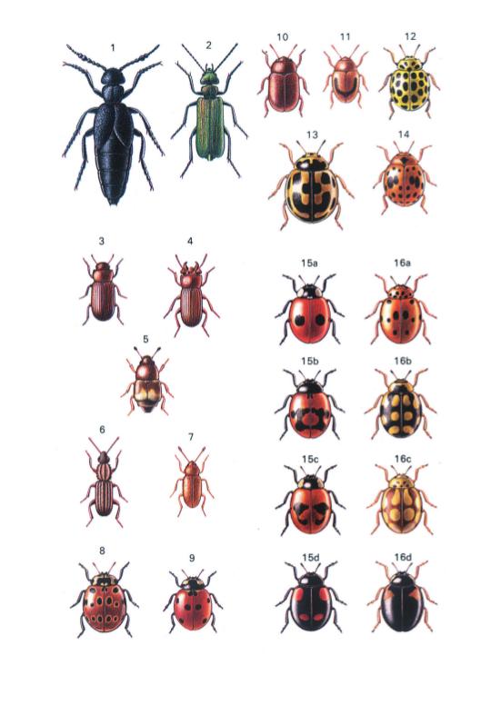 Guida degli insetti d'Europa
