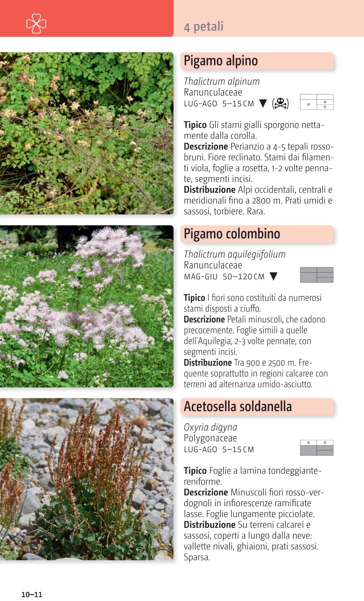Fiori delle Alpi