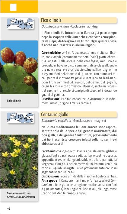 Flora del Mediterraneo