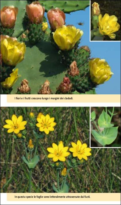 Flora del Mediterraneo