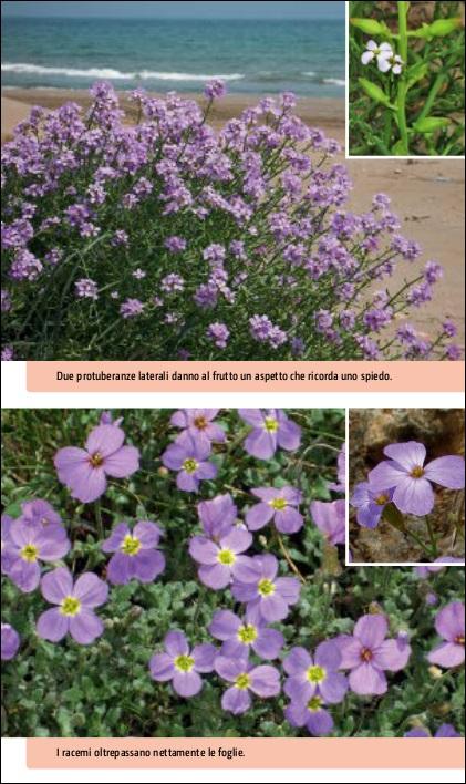 Flora del Mediterraneo