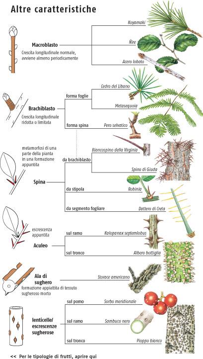 Guida agli alberi d'Europa