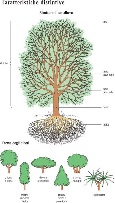 Guida agli alberi d'Europa