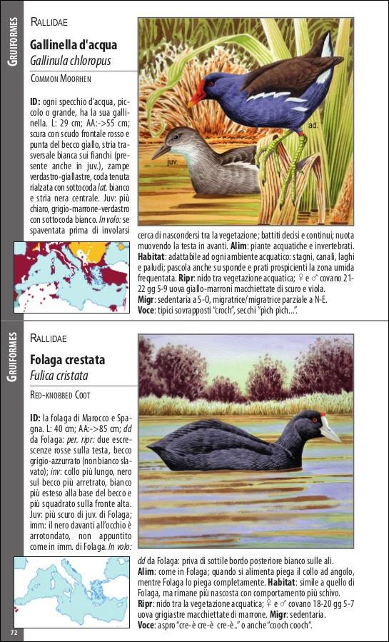 Uccelli del Mediterraneo. Guida all'osservazione