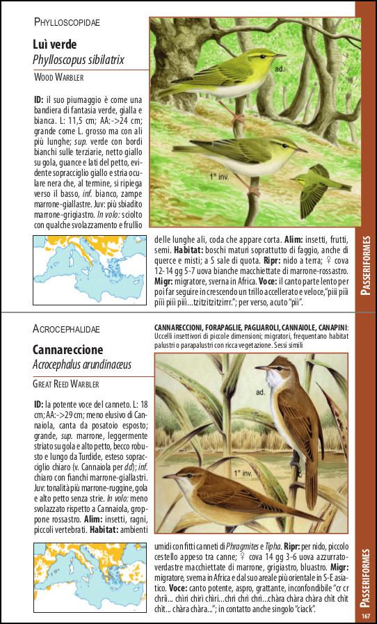 Uccelli del Mediterraneo. Guida all'osservazione